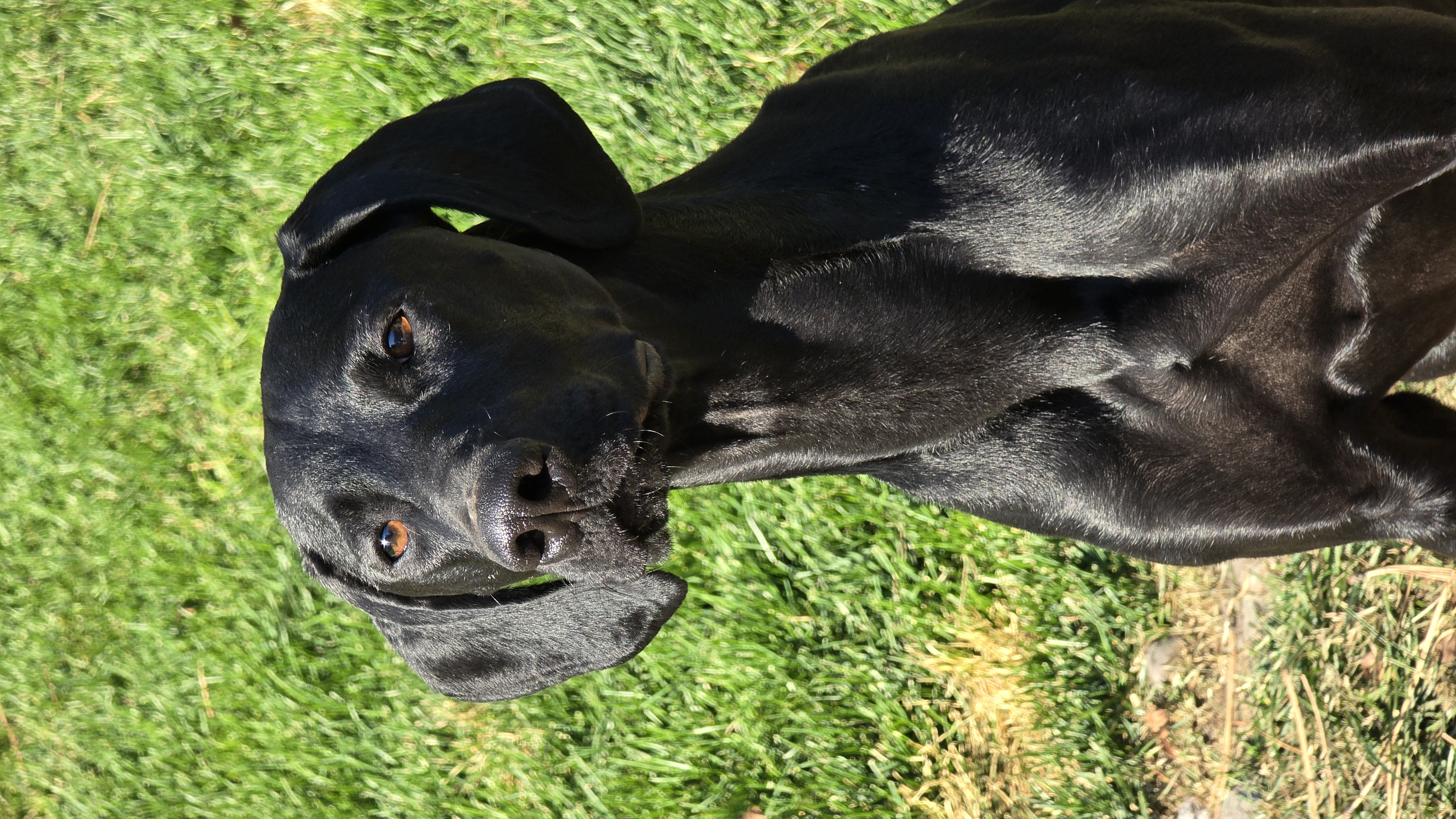 Ruger, Adopted, Young Male German Shorthaired Pointer.