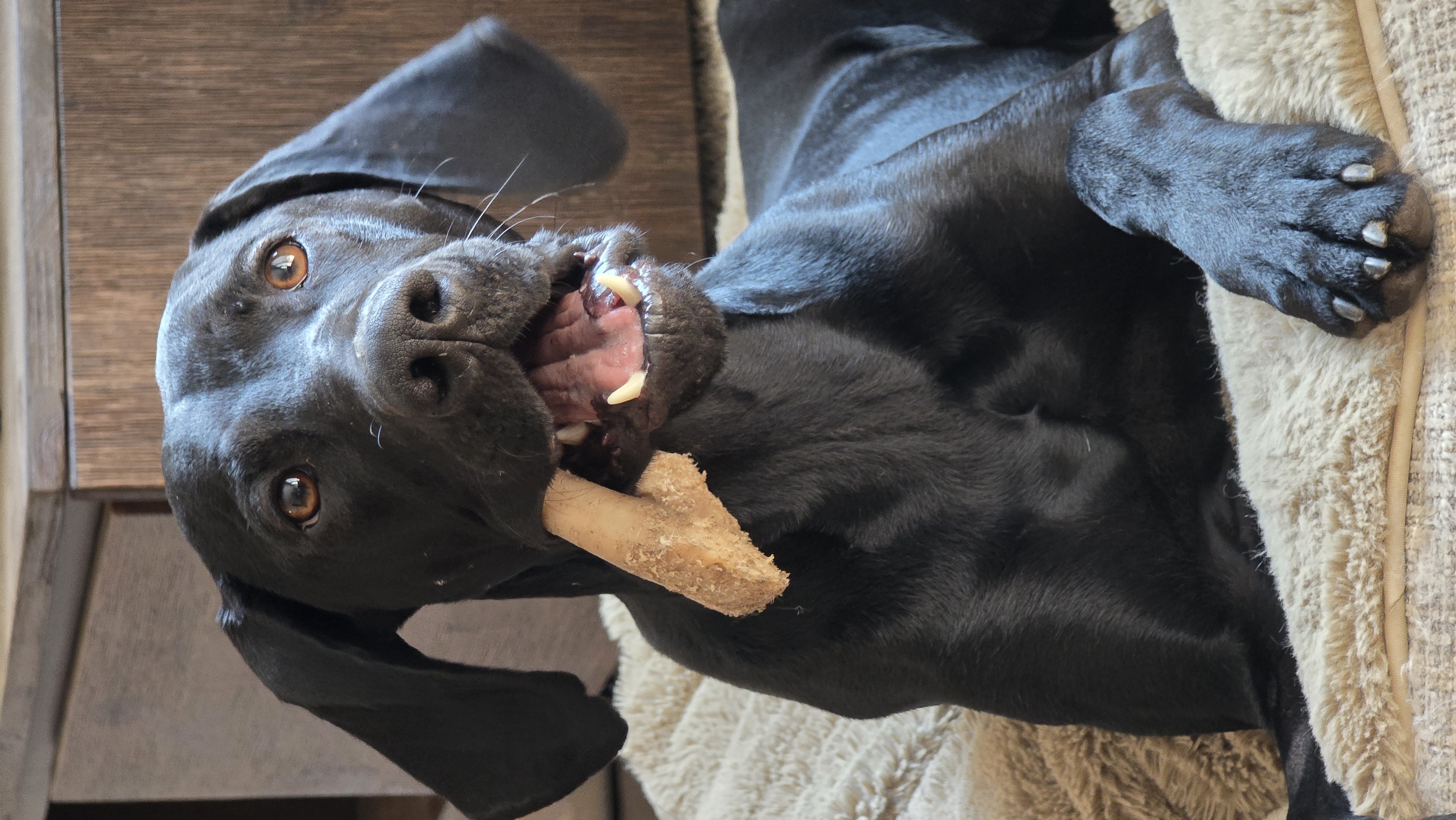 Enlarge Ruger, a Adopted German Shorthaired Pointer in Lolo, MT image 4/6