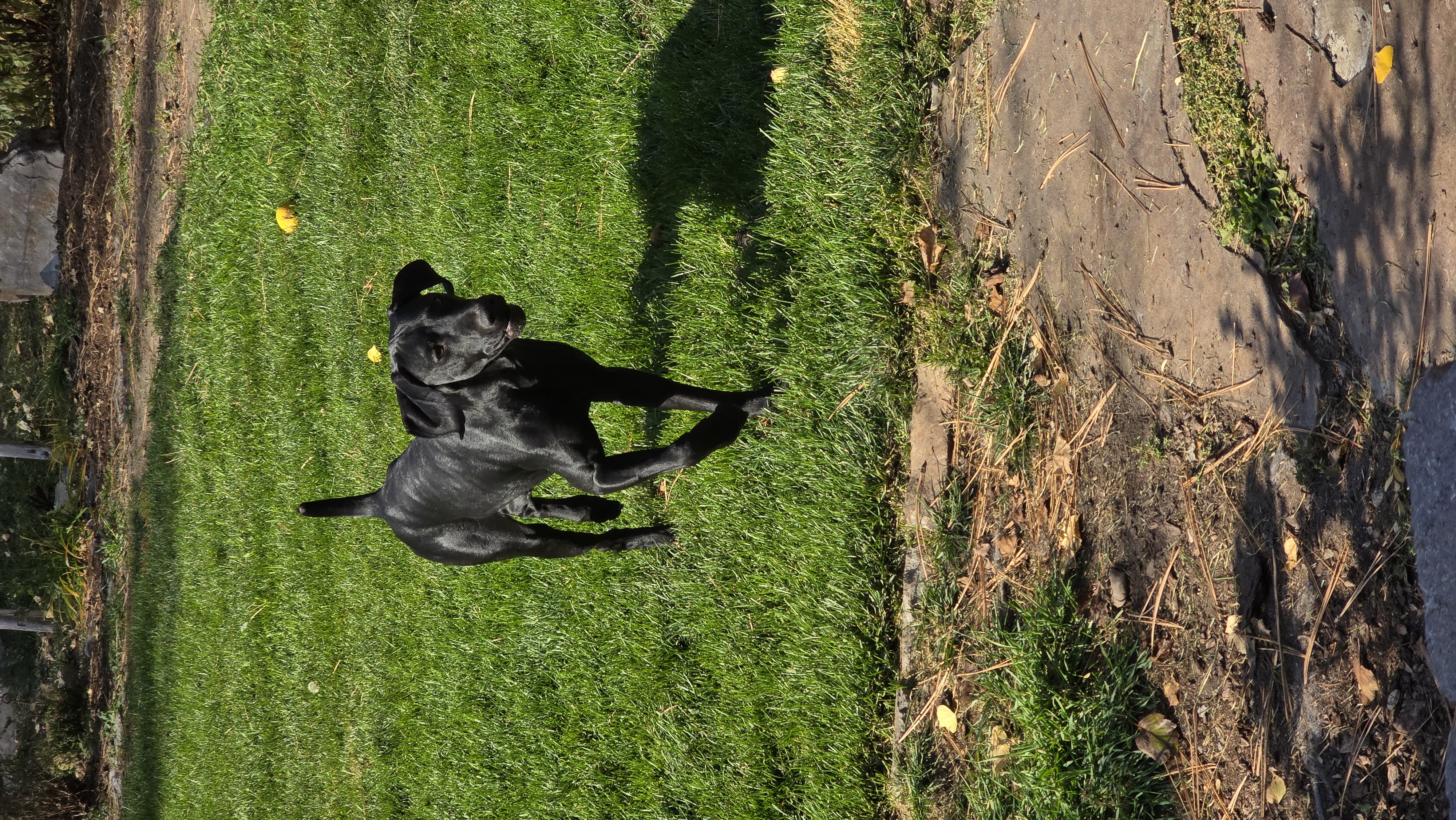 Enlarge Ruger, a Adopted German Shorthaired Pointer in Lolo, MT image 2/6