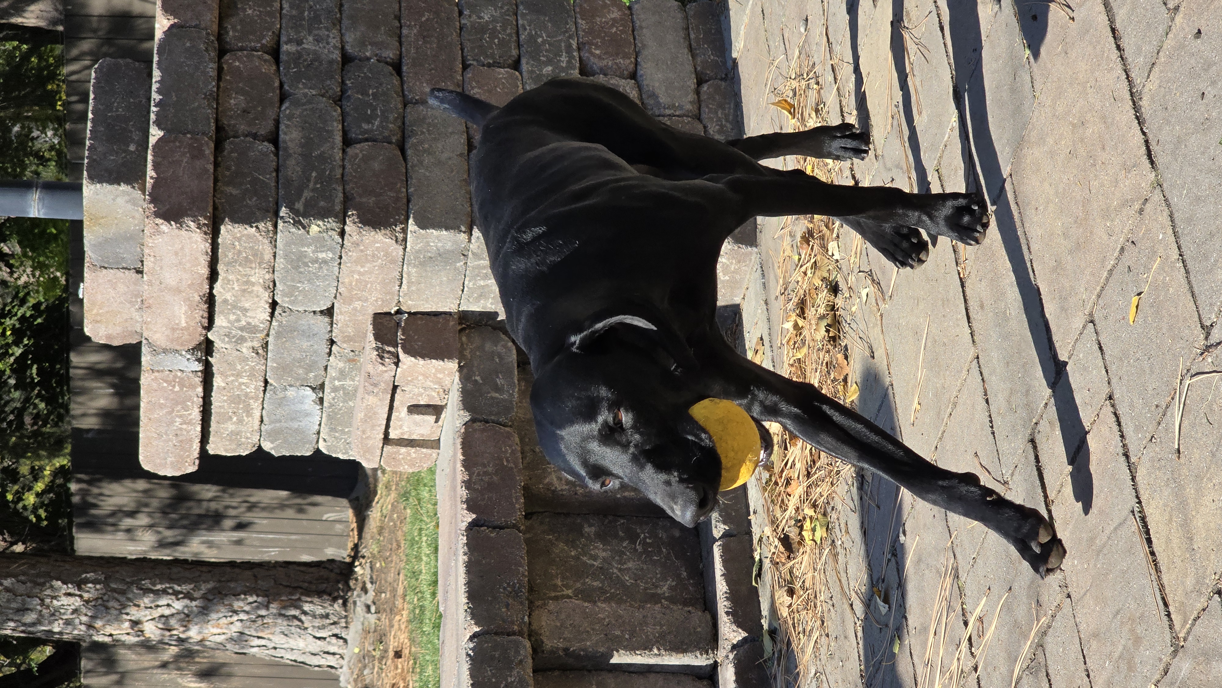 Enlarge Ruger, a Adopted German Shorthaired Pointer in Lolo, MT image 5/6