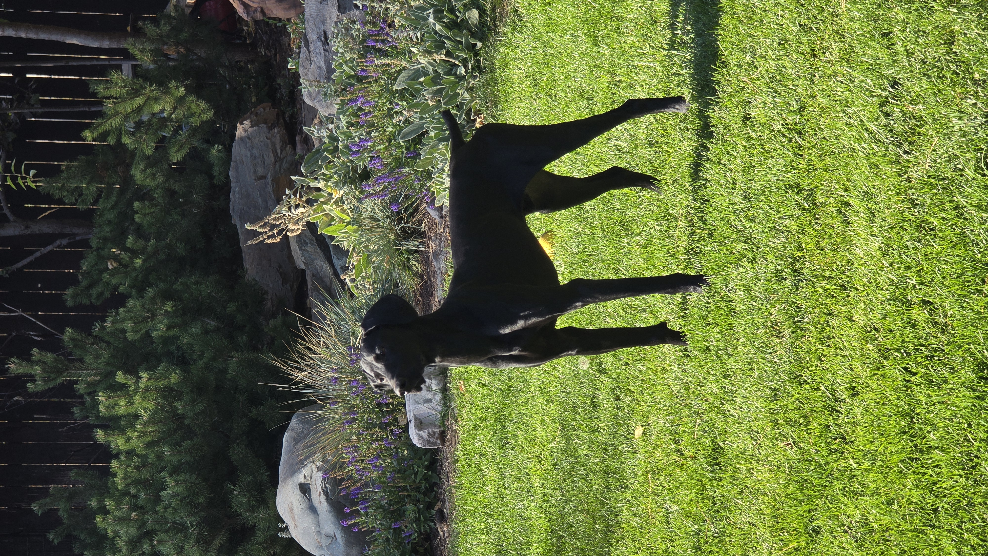 Enlarge Ruger, a Adopted German Shorthaired Pointer in Lolo, MT image 3/6