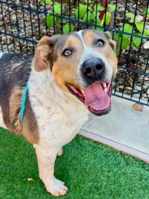 BALENCIAGA, Adoptable, Adult Female Treeing Walker Coonhound & Mixed Breed.