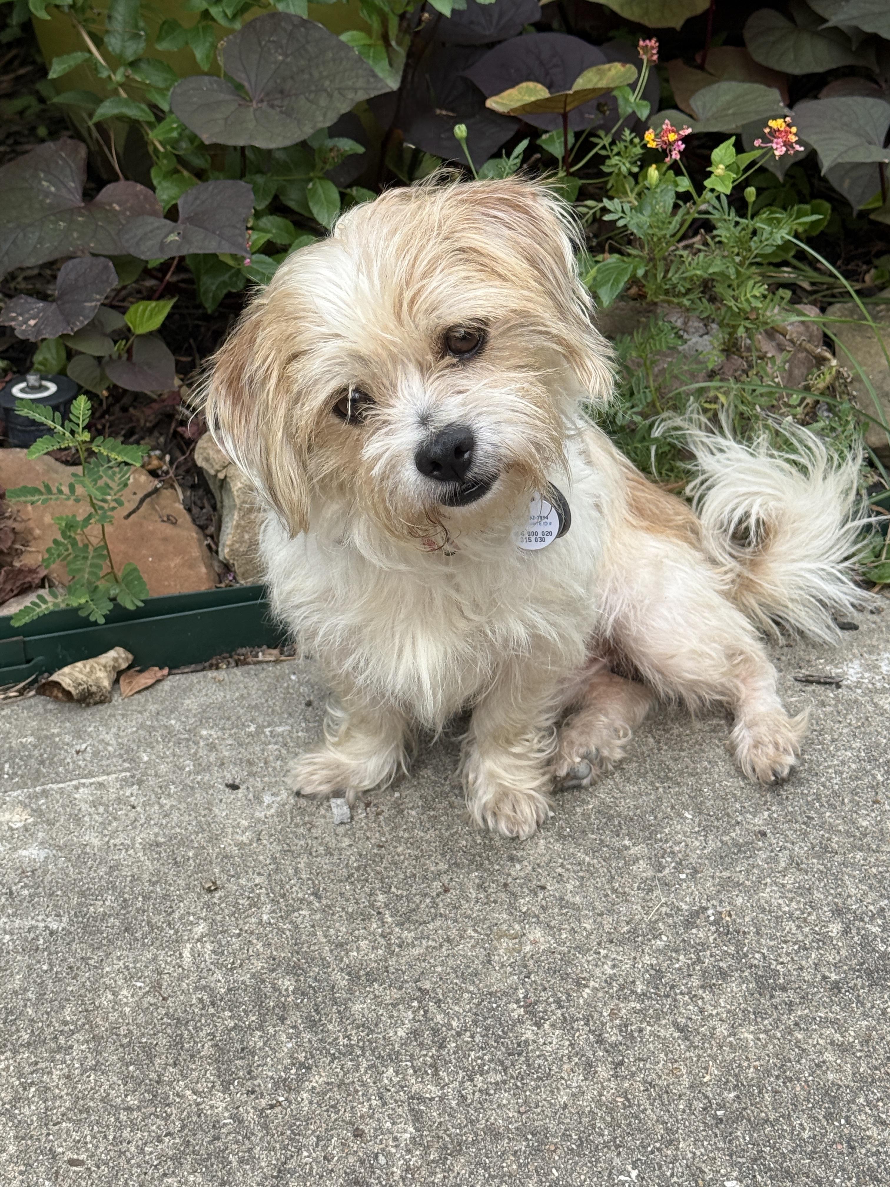 Enlarge Melvin, a Adoptable mixed breed in Houston, TX image 3/6