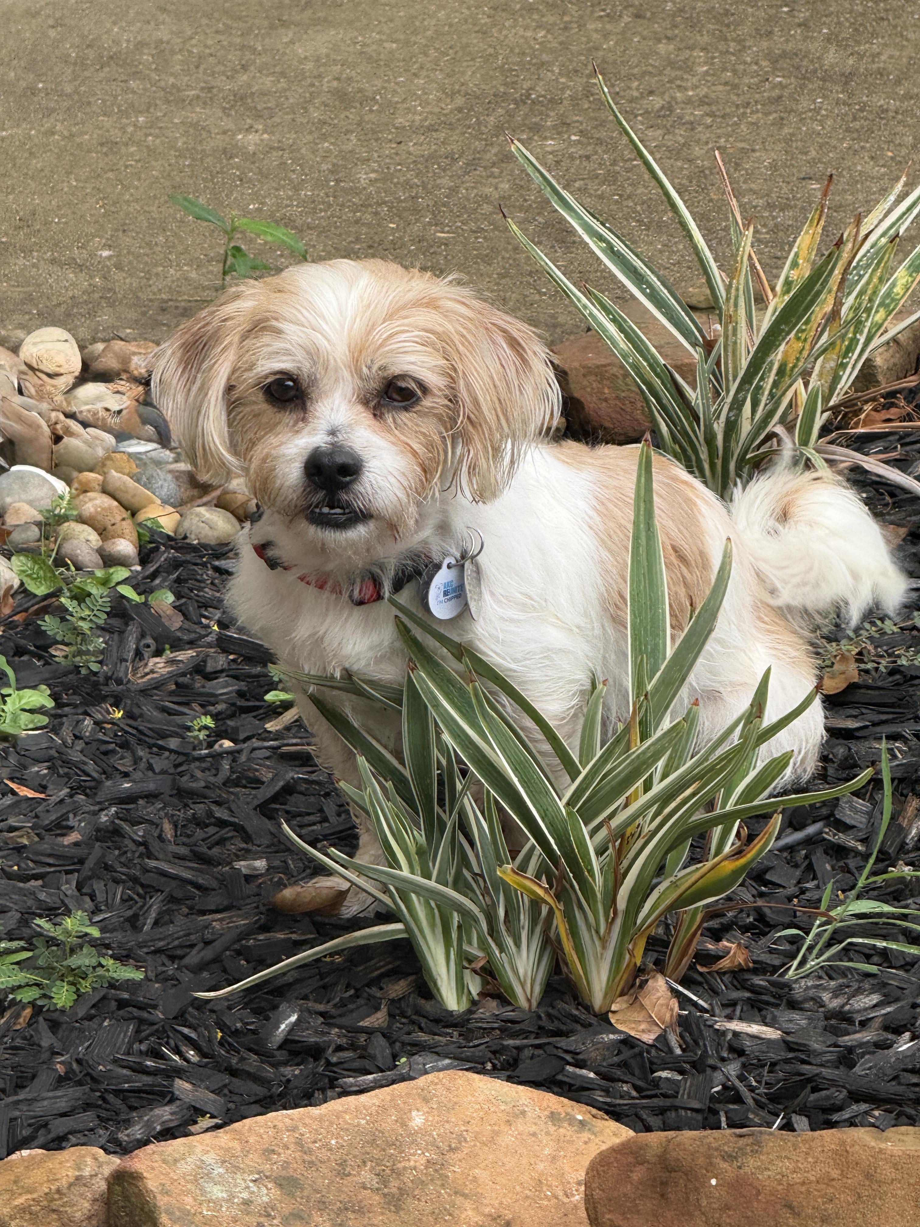 Enlarge Melvin, a Adoptable mixed breed in Houston, TX image 2/6