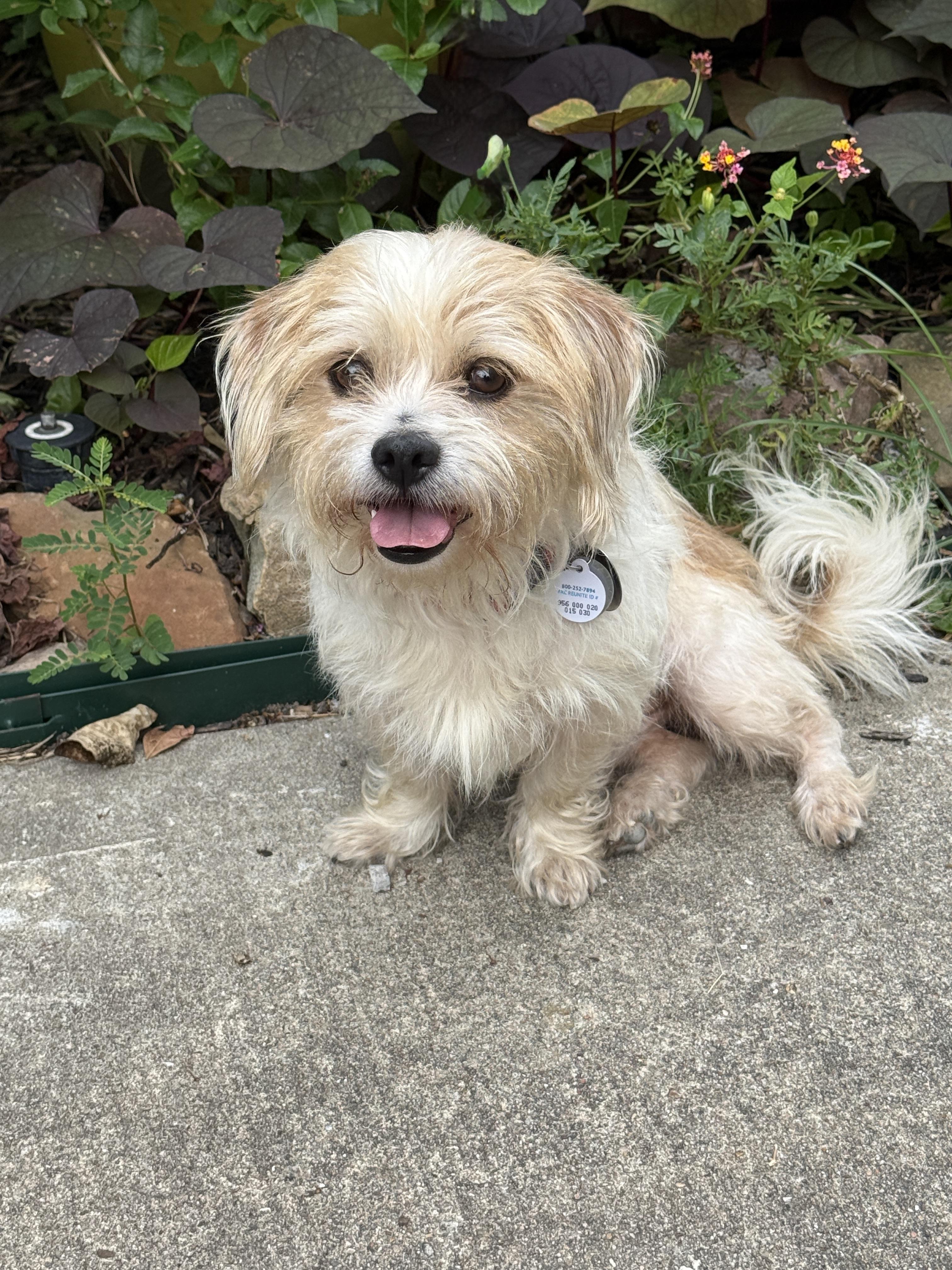 Melvin, Adoptable, Young Male Shih Tzu & Lhasa Apso.