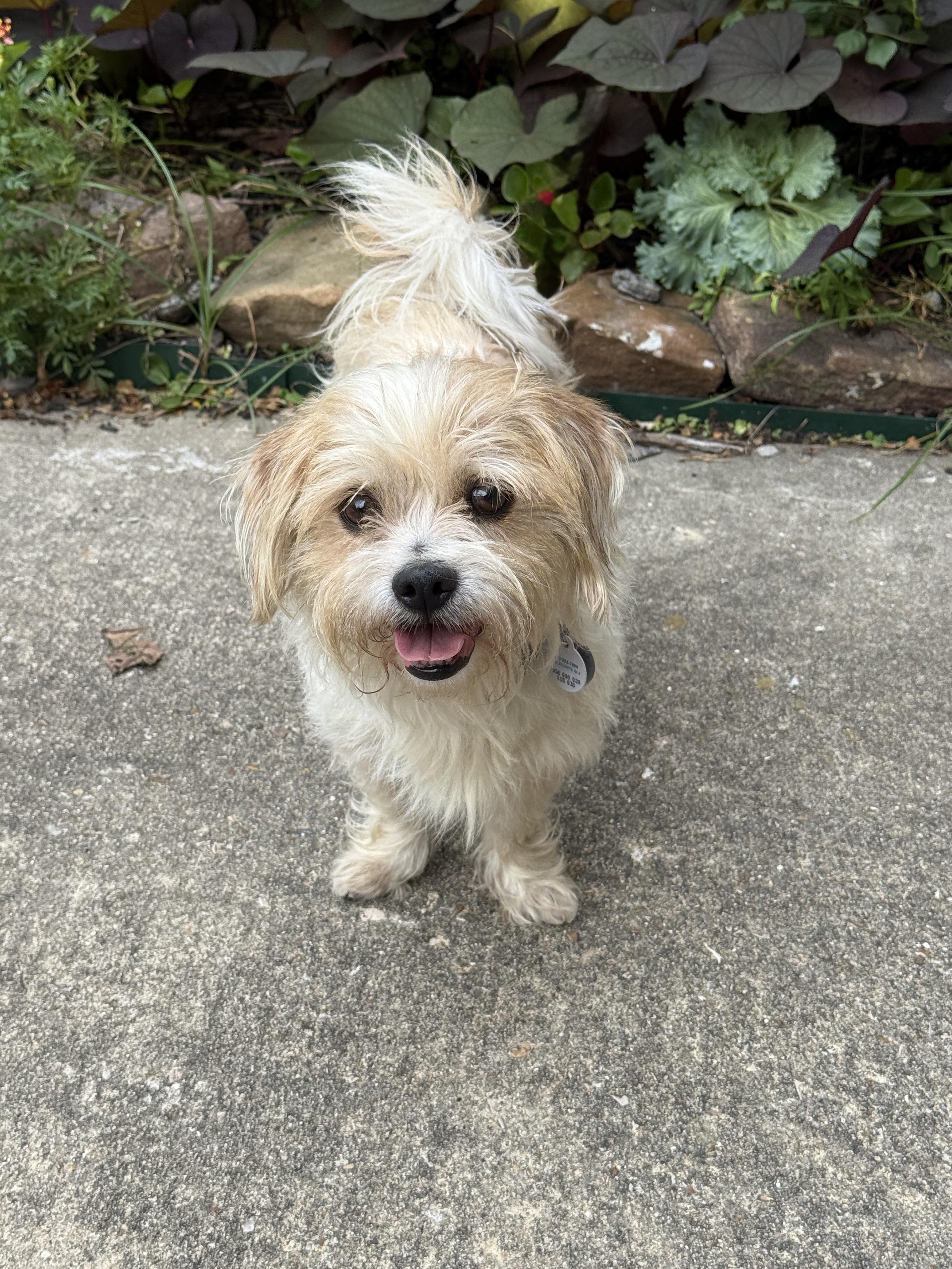 Enlarge Melvin, a Adoptable mixed breed in Houston, TX image 4/6