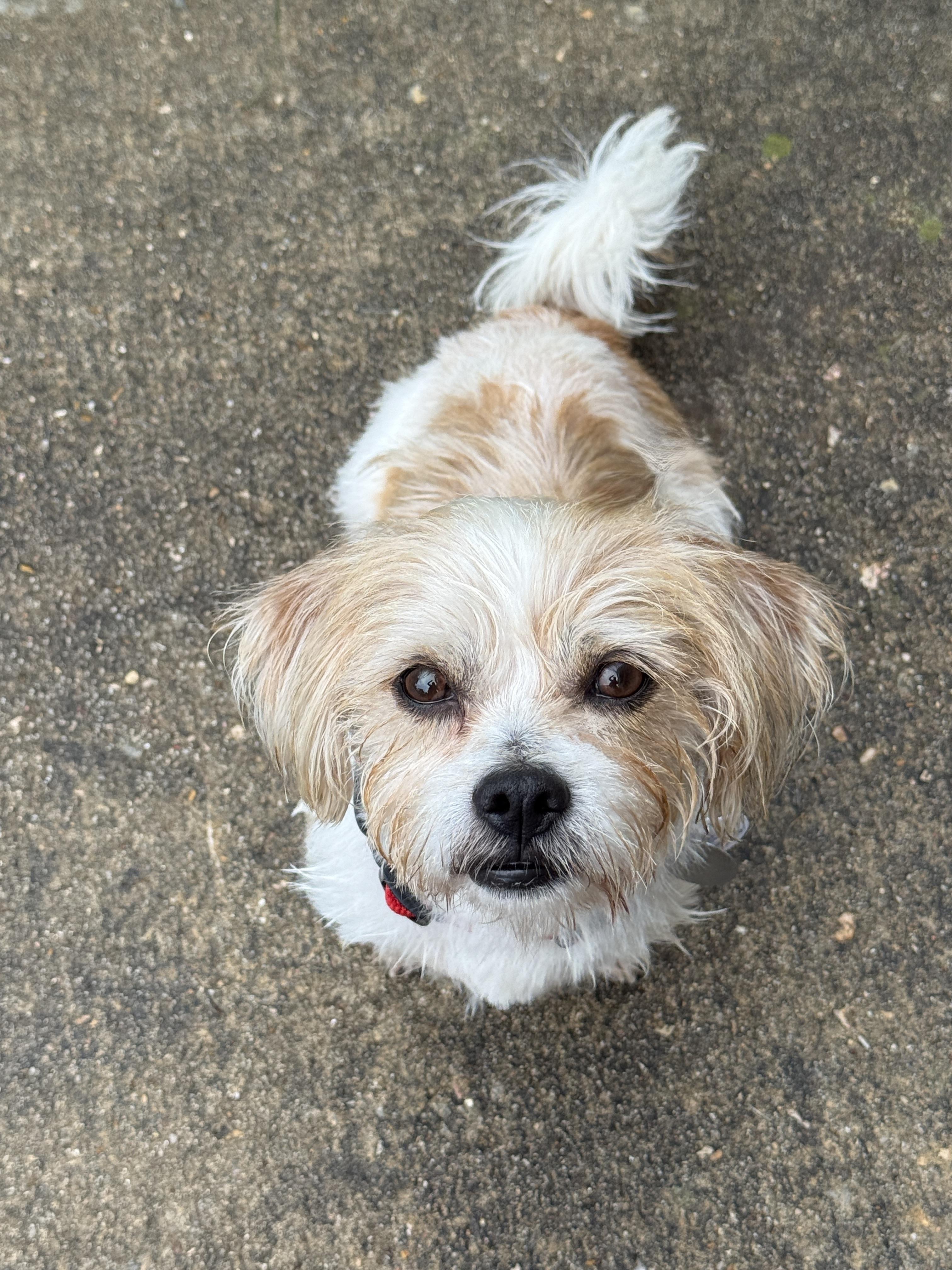 Enlarge Melvin, a Adoptable mixed breed in Houston, TX image 6/6