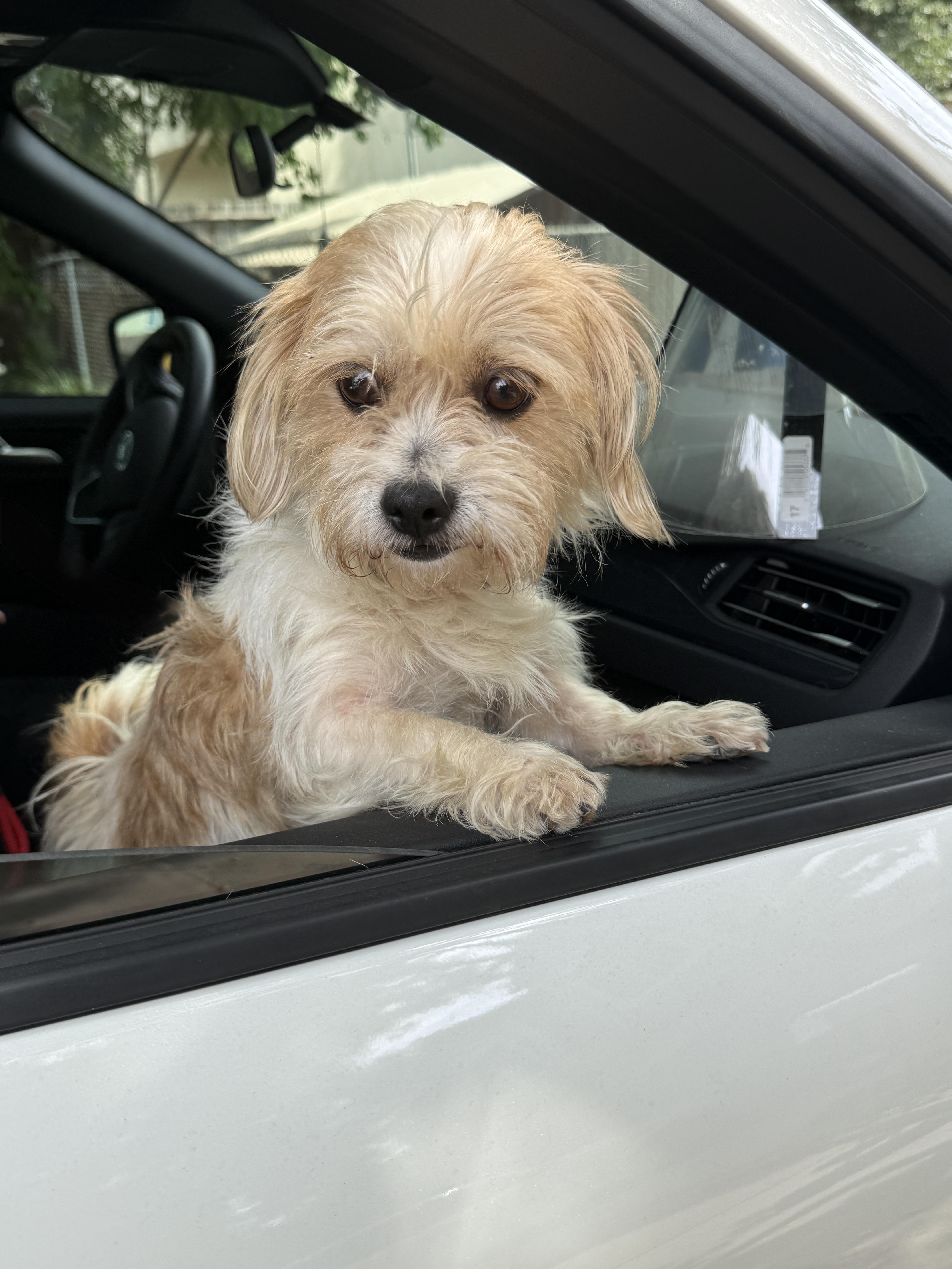 Enlarge Melvin, a Adoptable mixed breed in Houston, TX image 5/6