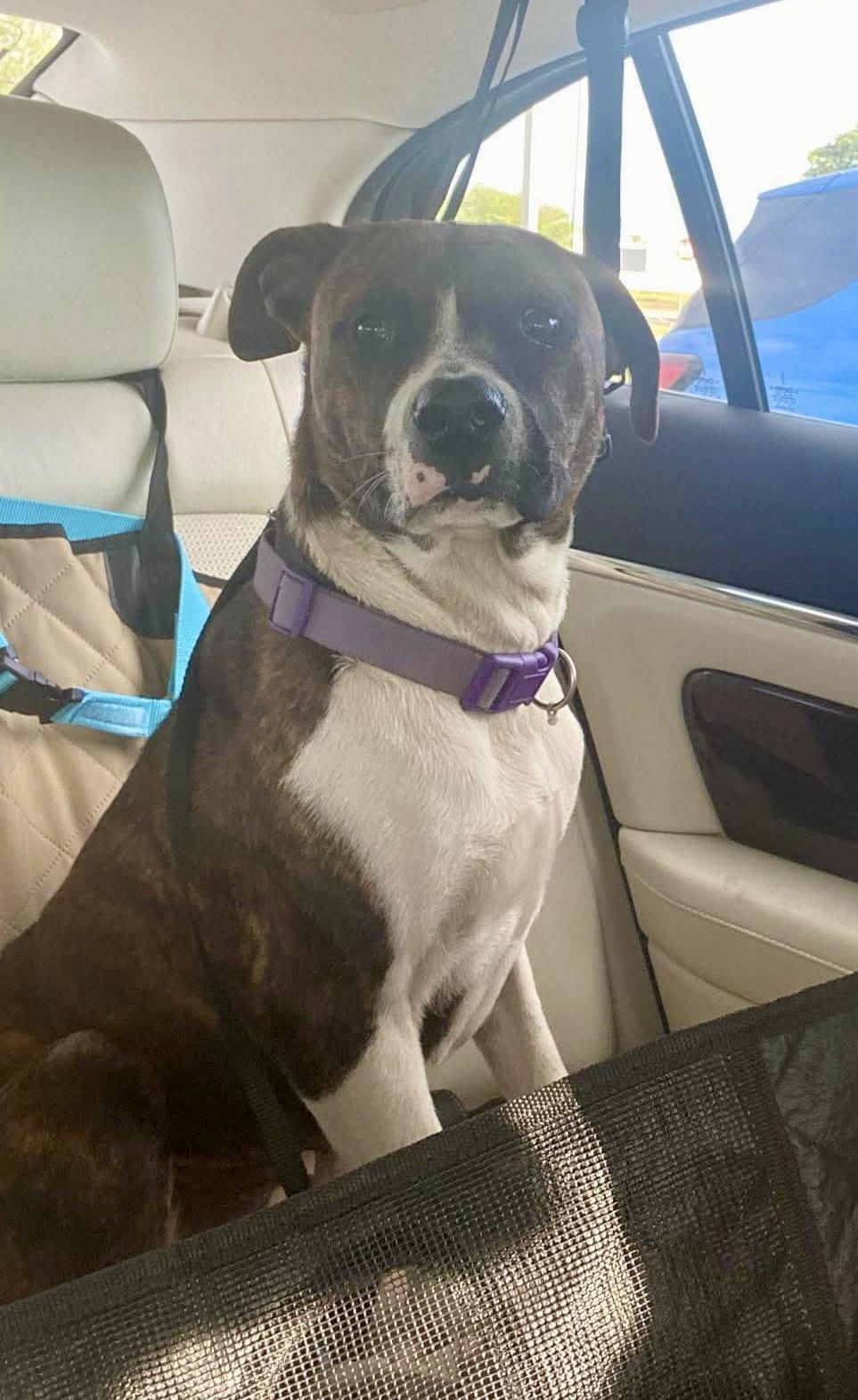 Enlarge Narni, a Adoptable mixed breed in Mooresville, NC image 4/5