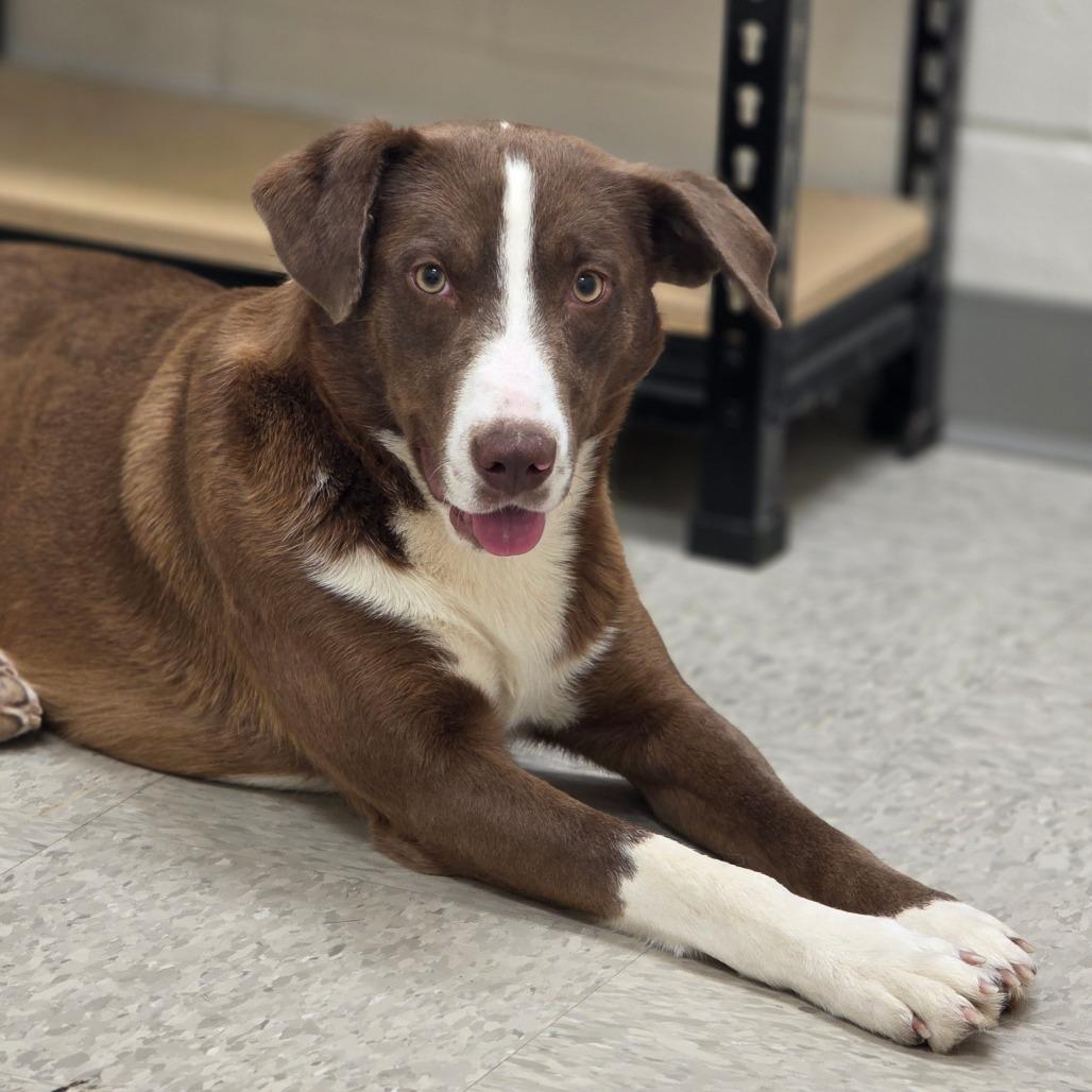 Enlarge Fluorite, a Adoptable Mixed Breed in Chatham, VA image 1/3