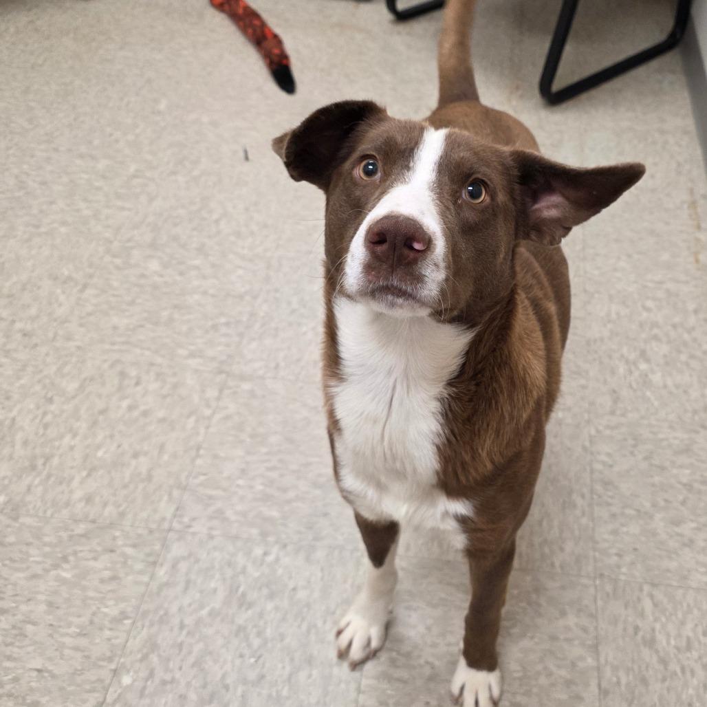 Enlarge Fluorite, a Adoptable Mixed Breed in Chatham, VA image 2/3