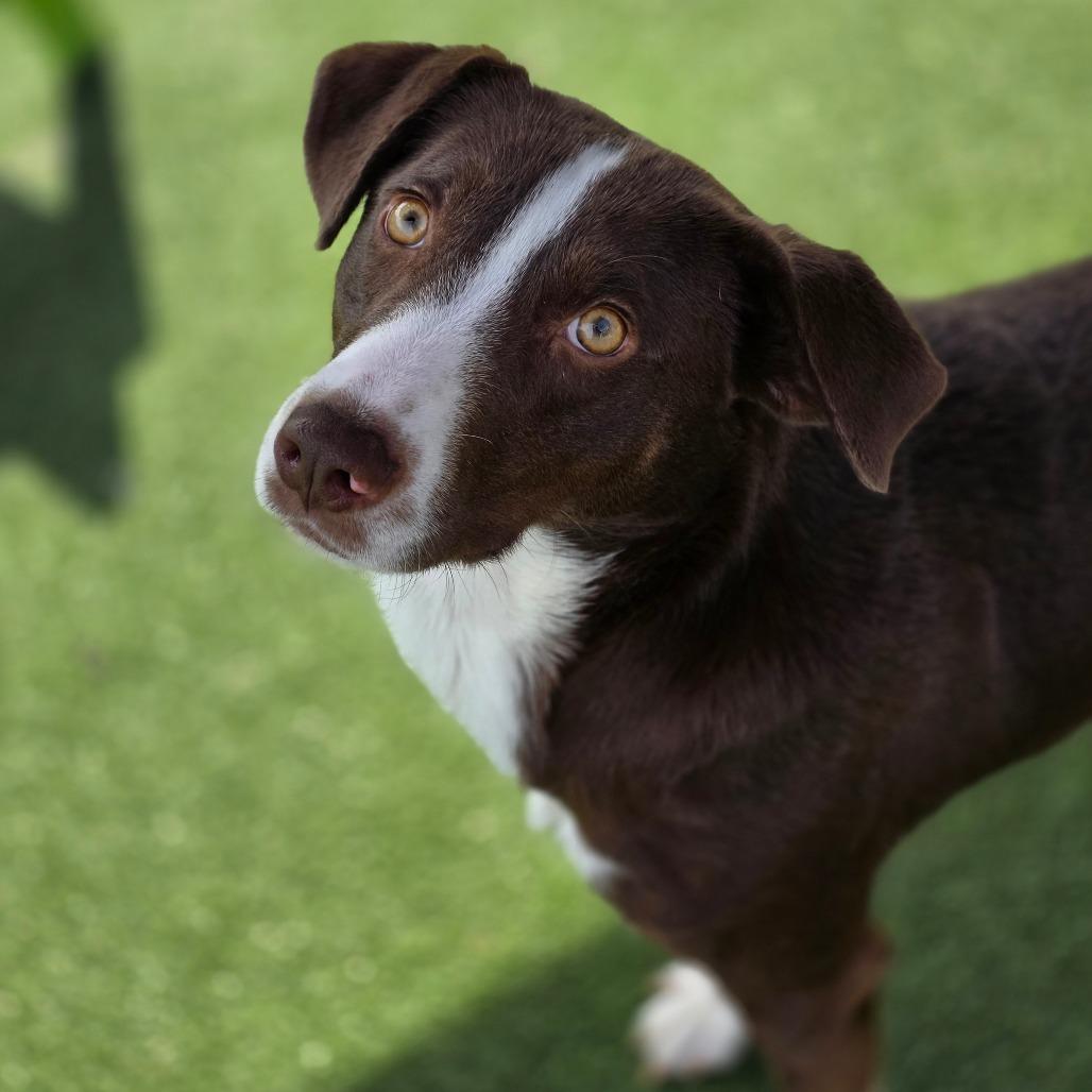 Fluorite, a Adoptable Mixed Breed in Chatham, VA image 3/6