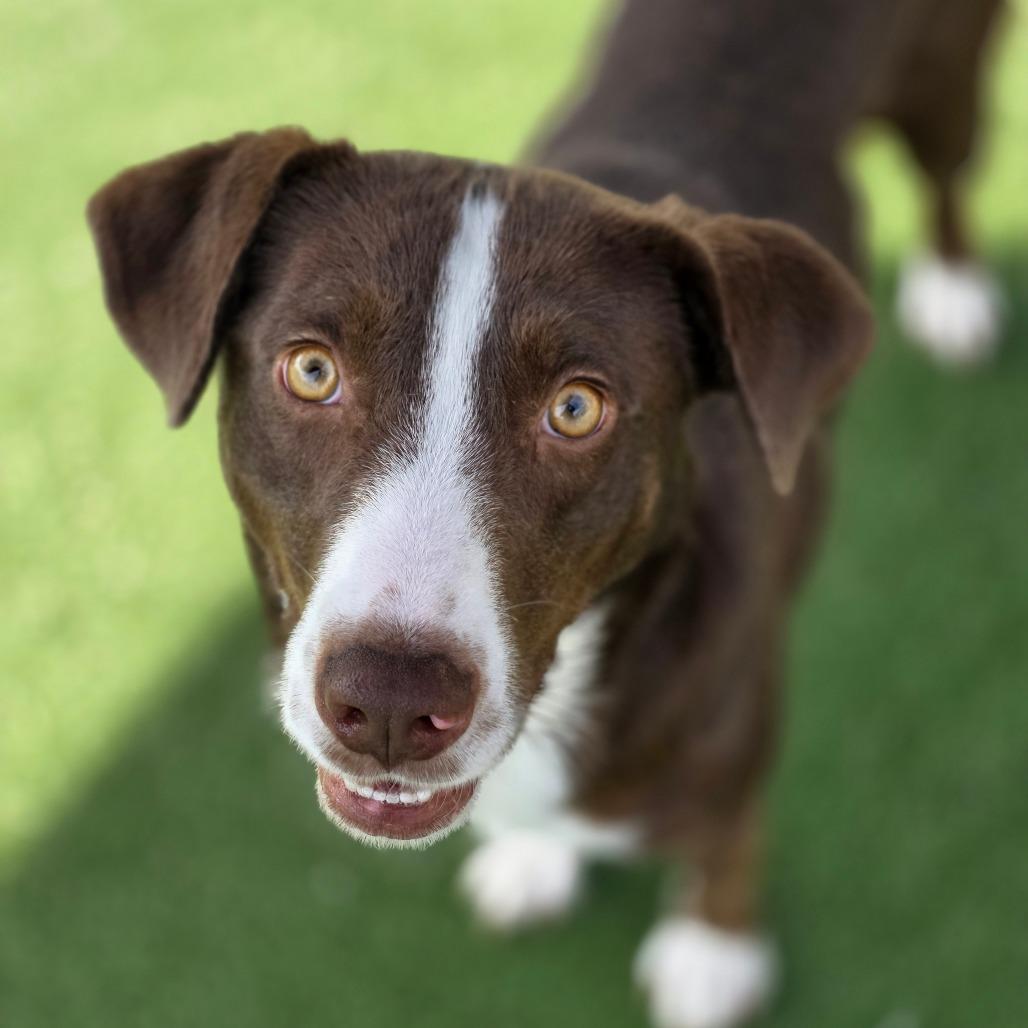 Fluorite, a Adoptable Mixed Breed in Chatham, VA image 4/6
