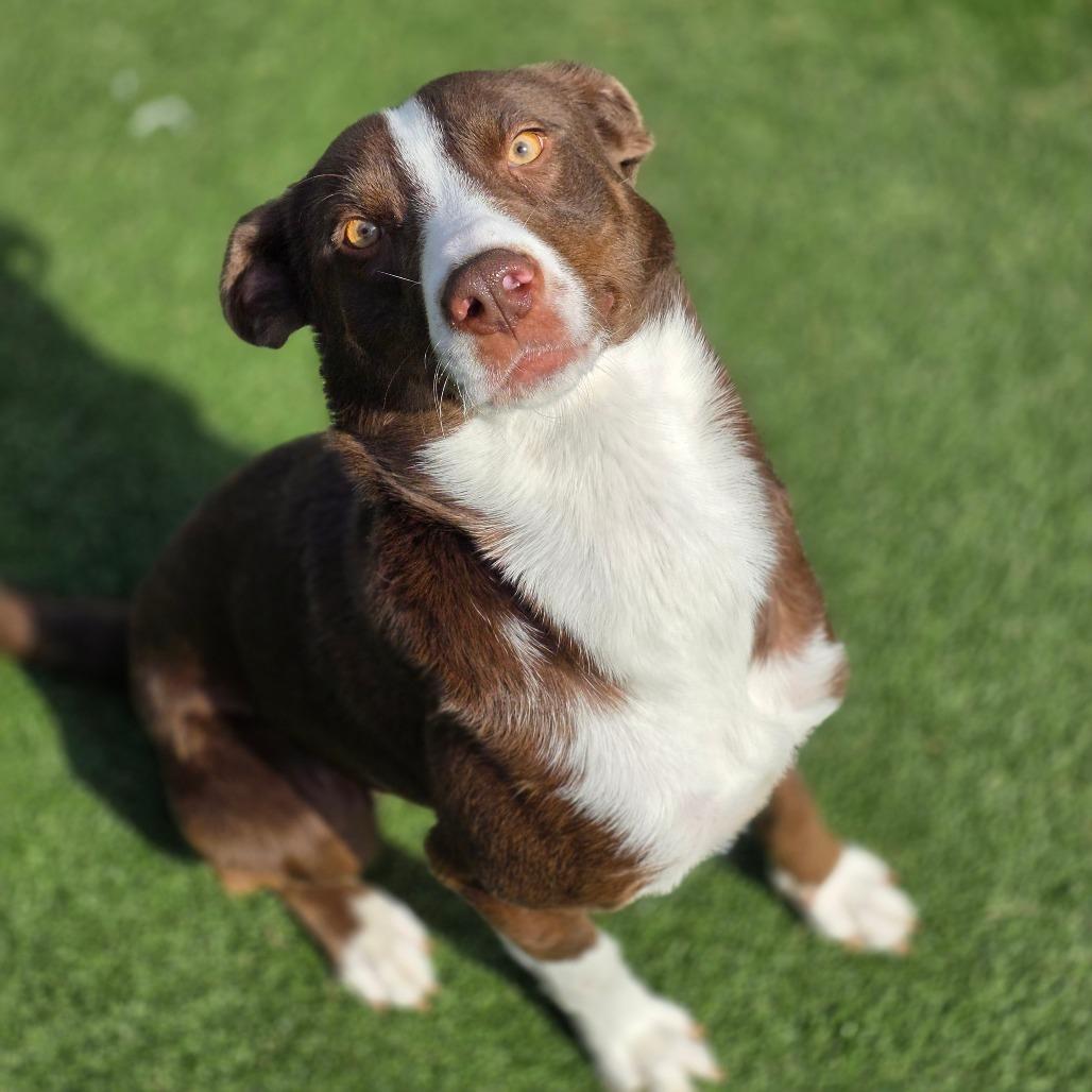 Fluorite, a Adoptable Mixed Breed in Chatham, VA image 5/6