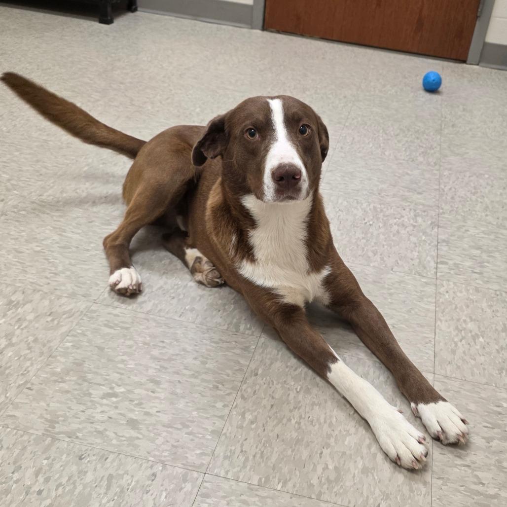 Enlarge Fluorite, a Adoptable Mixed Breed in Chatham, VA image 3/3