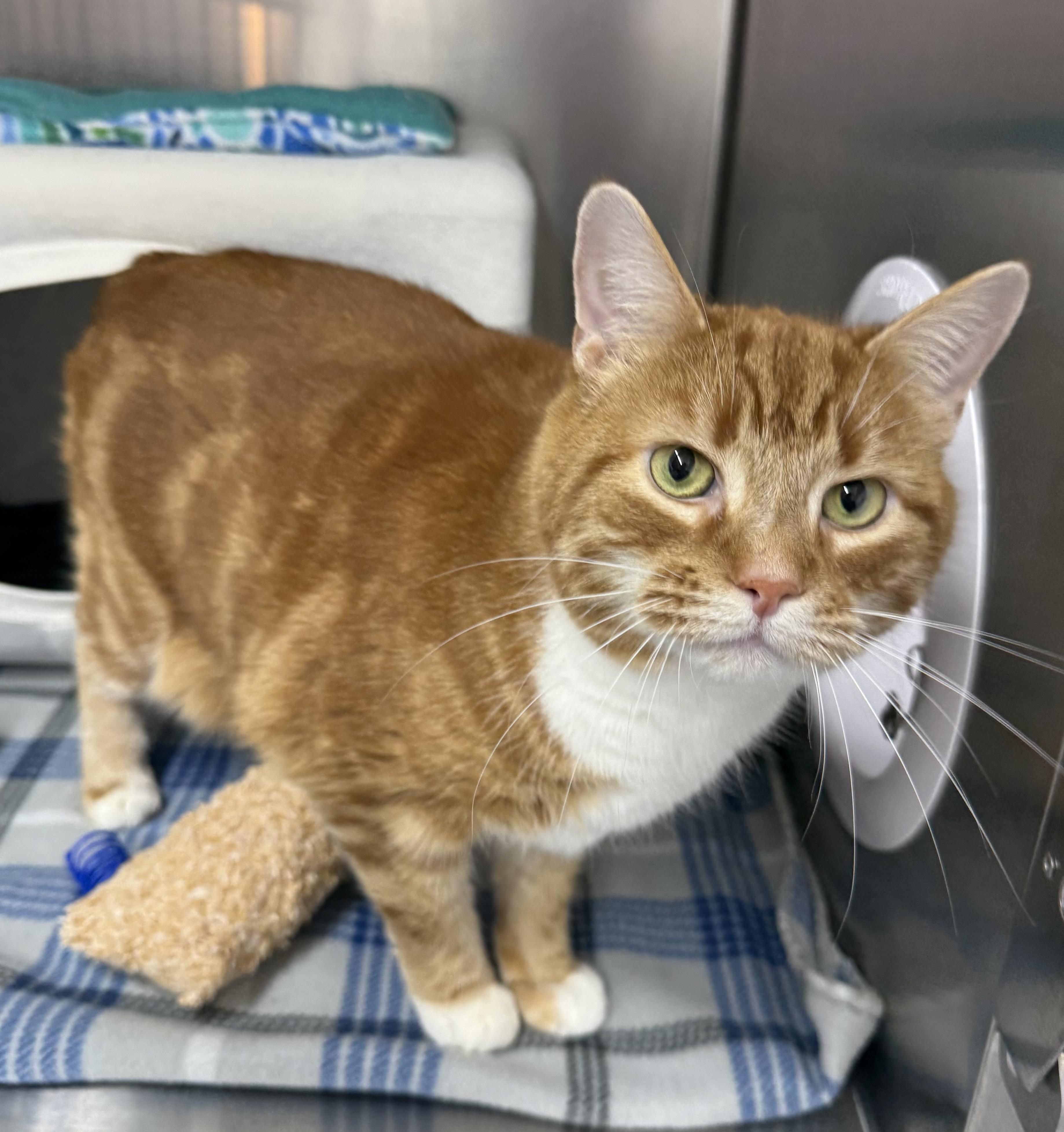 Matteo, a ADOPTABLE Domestic Short Hair in Mount Vernon, OH image 2/2