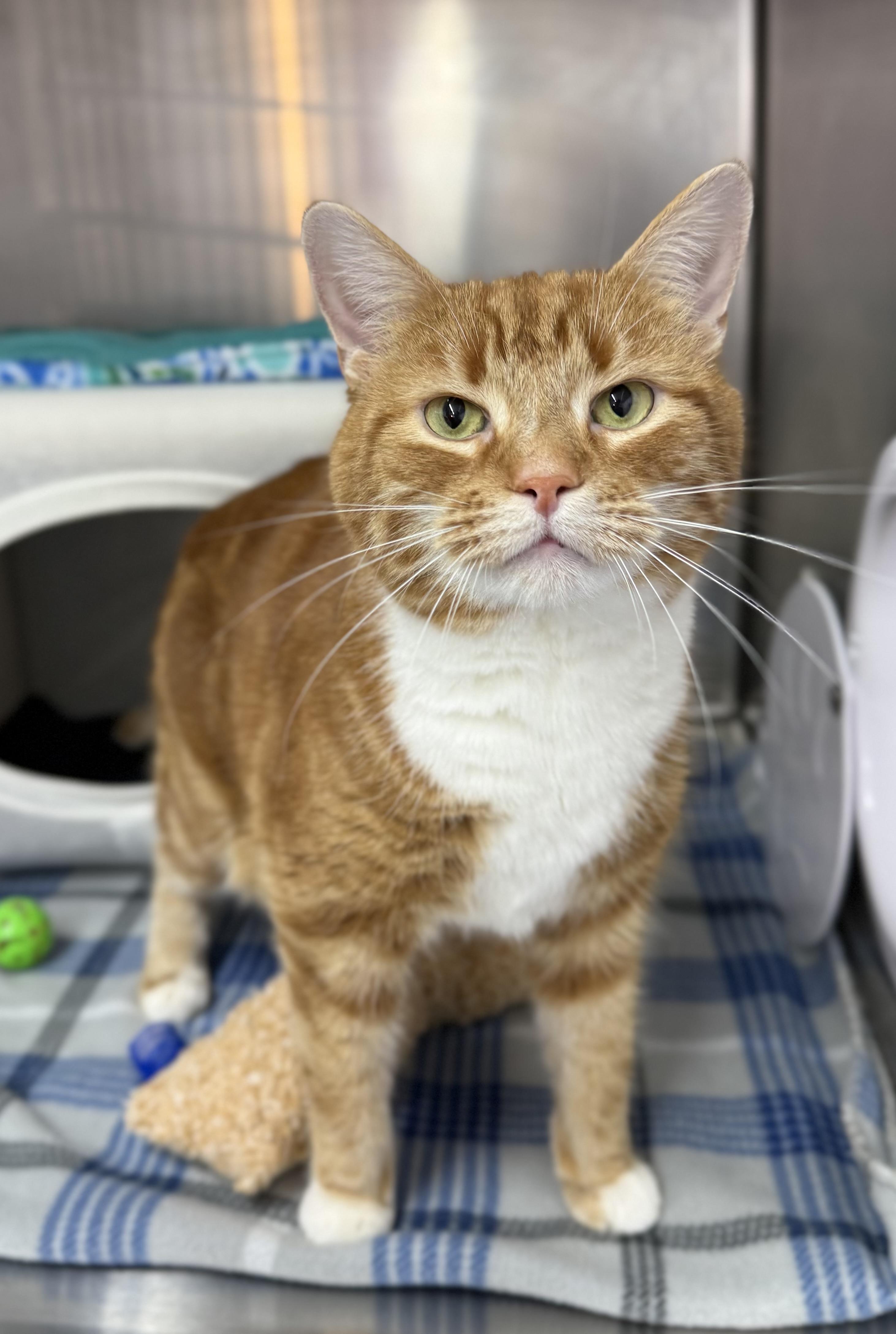 Matteo, a ADOPTABLE Domestic Short Hair in Mount Vernon, OH image 1/2