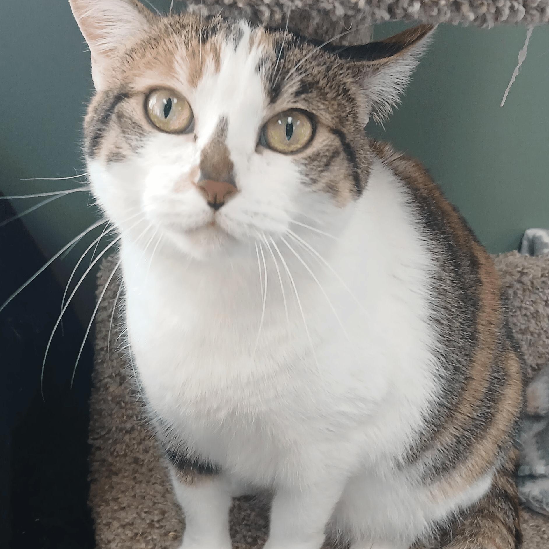 Voo Doo Too, a Adoptable Domestic Short Hair in Dawsonville, GA image 3/4