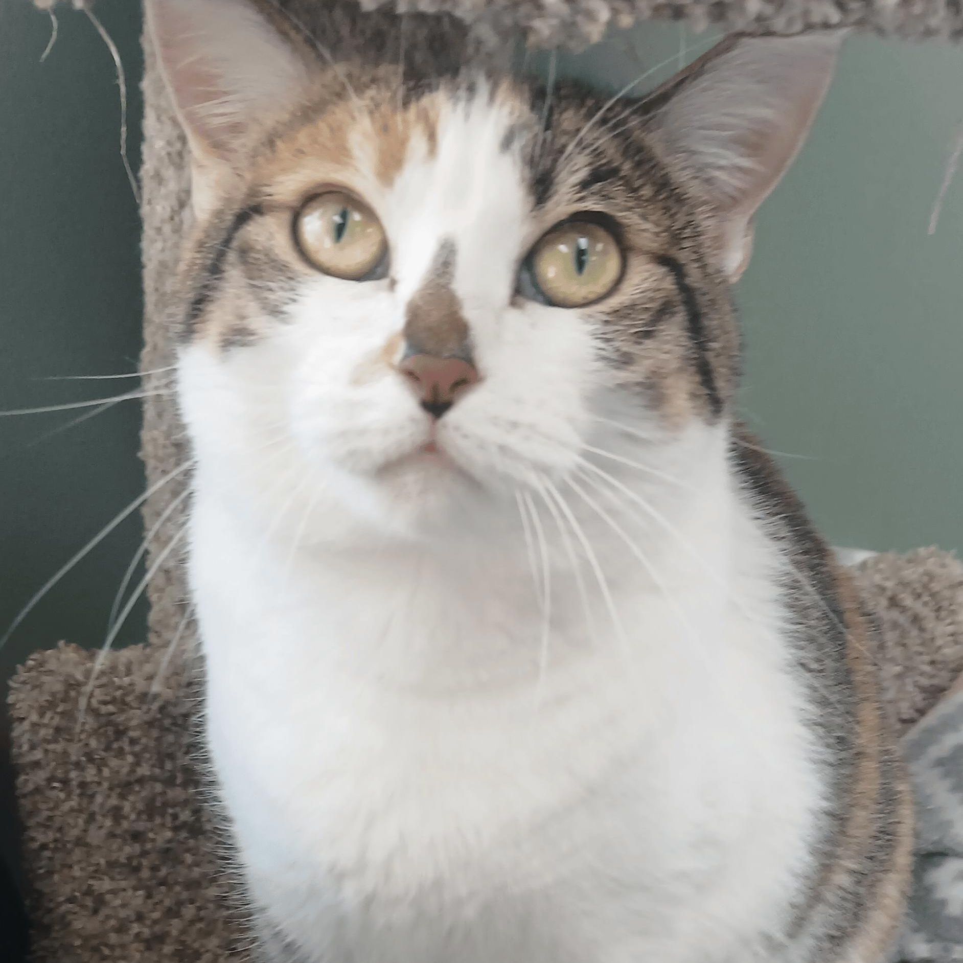 Voo Doo Too, a Adoptable Domestic Short Hair in Dawsonville, GA image 2/4