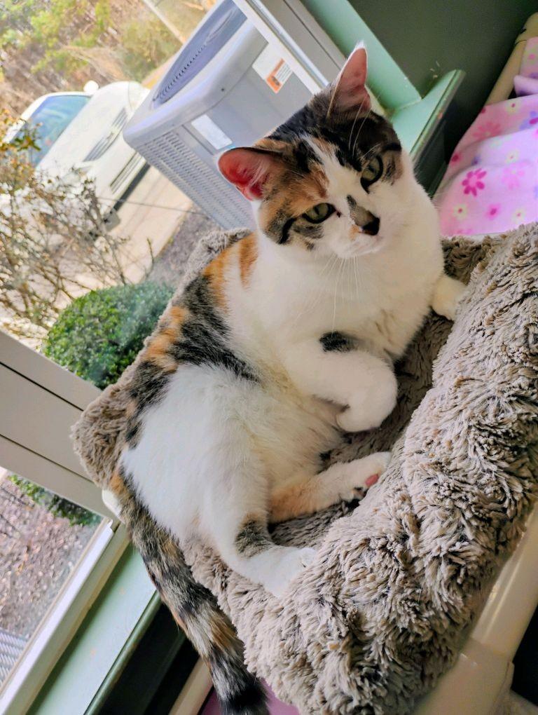 Enlarge Voo Doo Too, a Adoptable Domestic Short Hair in Dawsonville, GA image 5/5