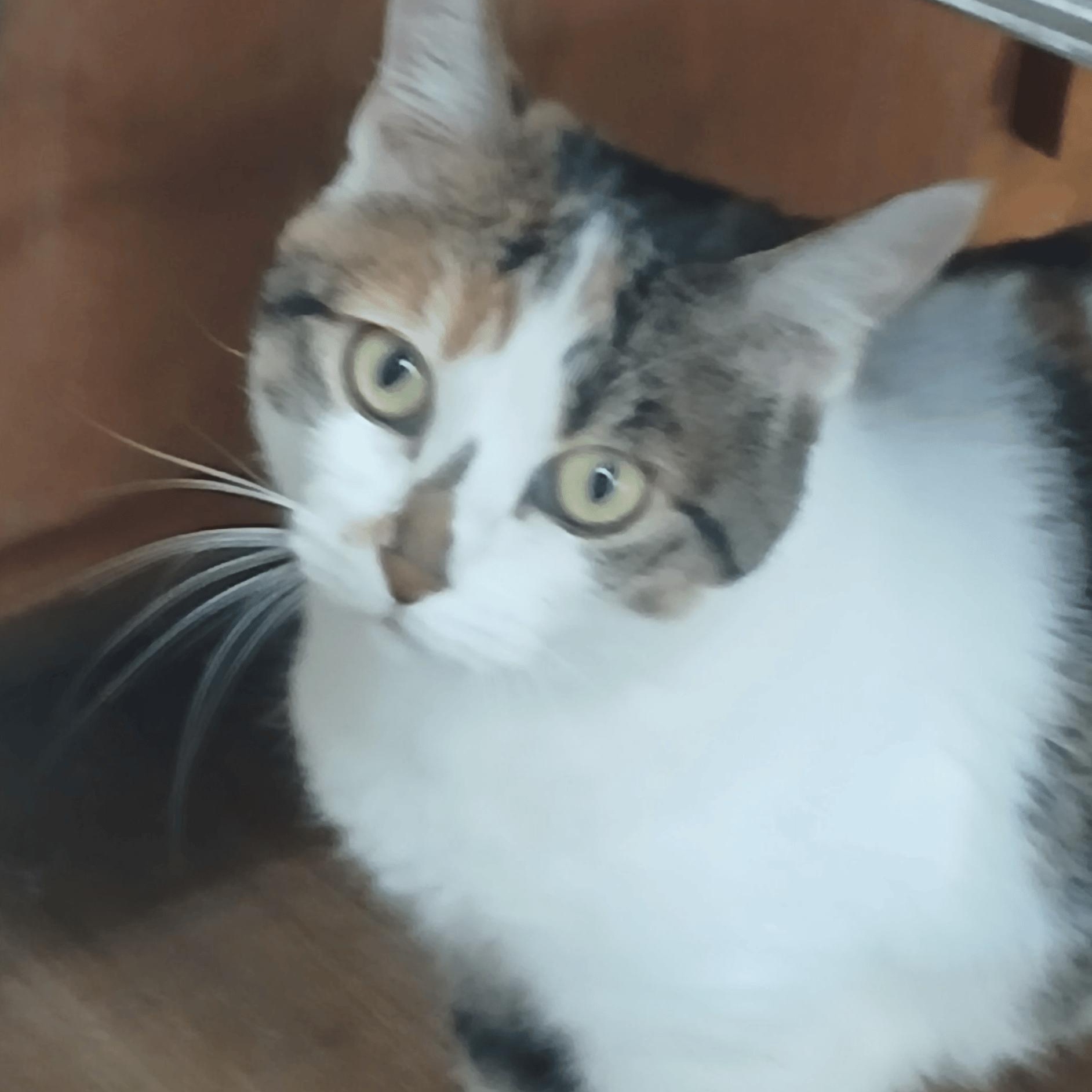 Voo Doo Too, a Adoptable Domestic Short Hair in Dawsonville, GA image 4/4