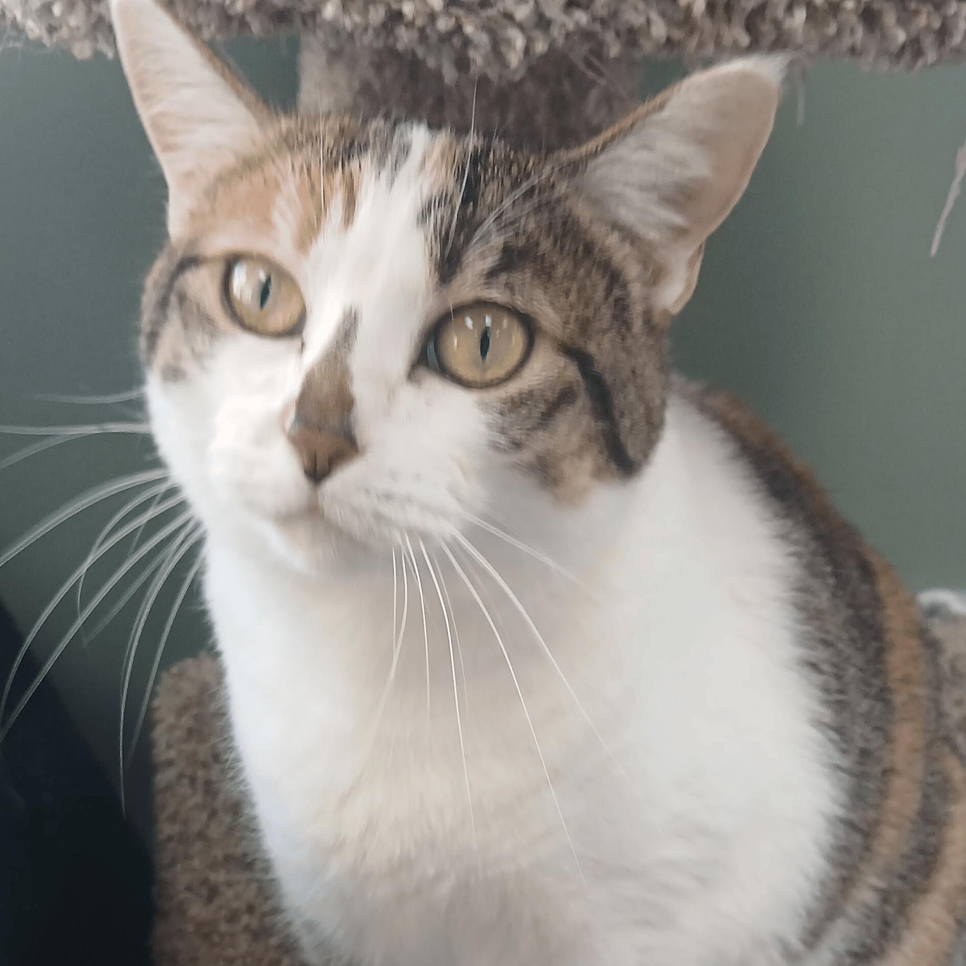 Voo Doo Too, Adoptable, Adult Female Domestic Short Hair.