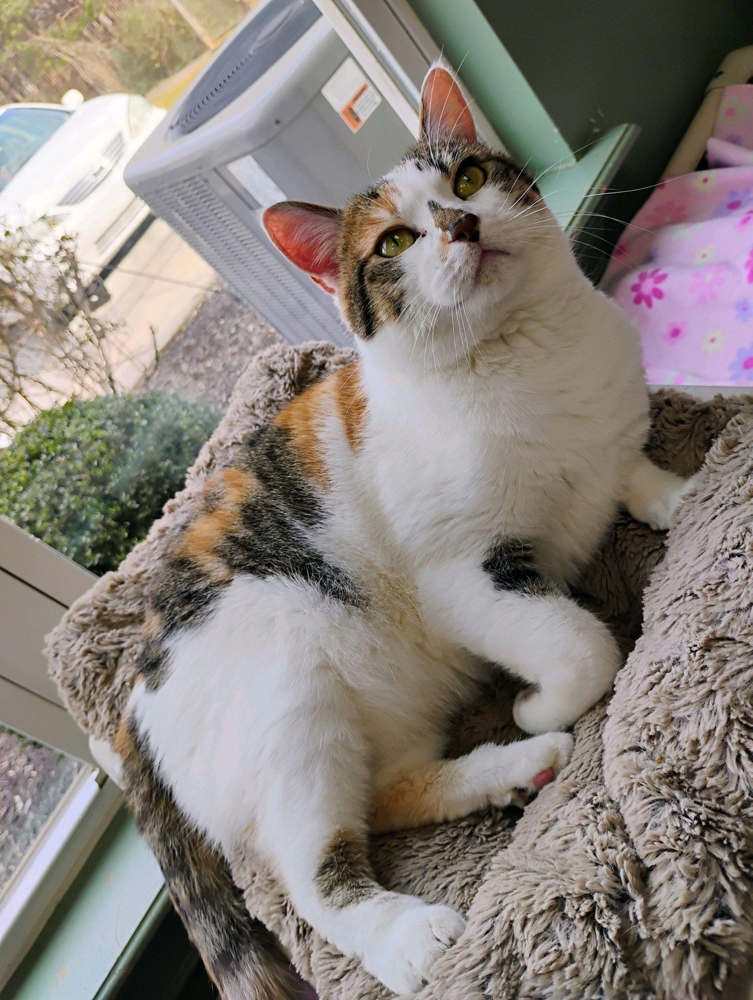 Enlarge Voo Doo Too, a Adoptable Domestic Short Hair in Dawsonville, GA image 4/5