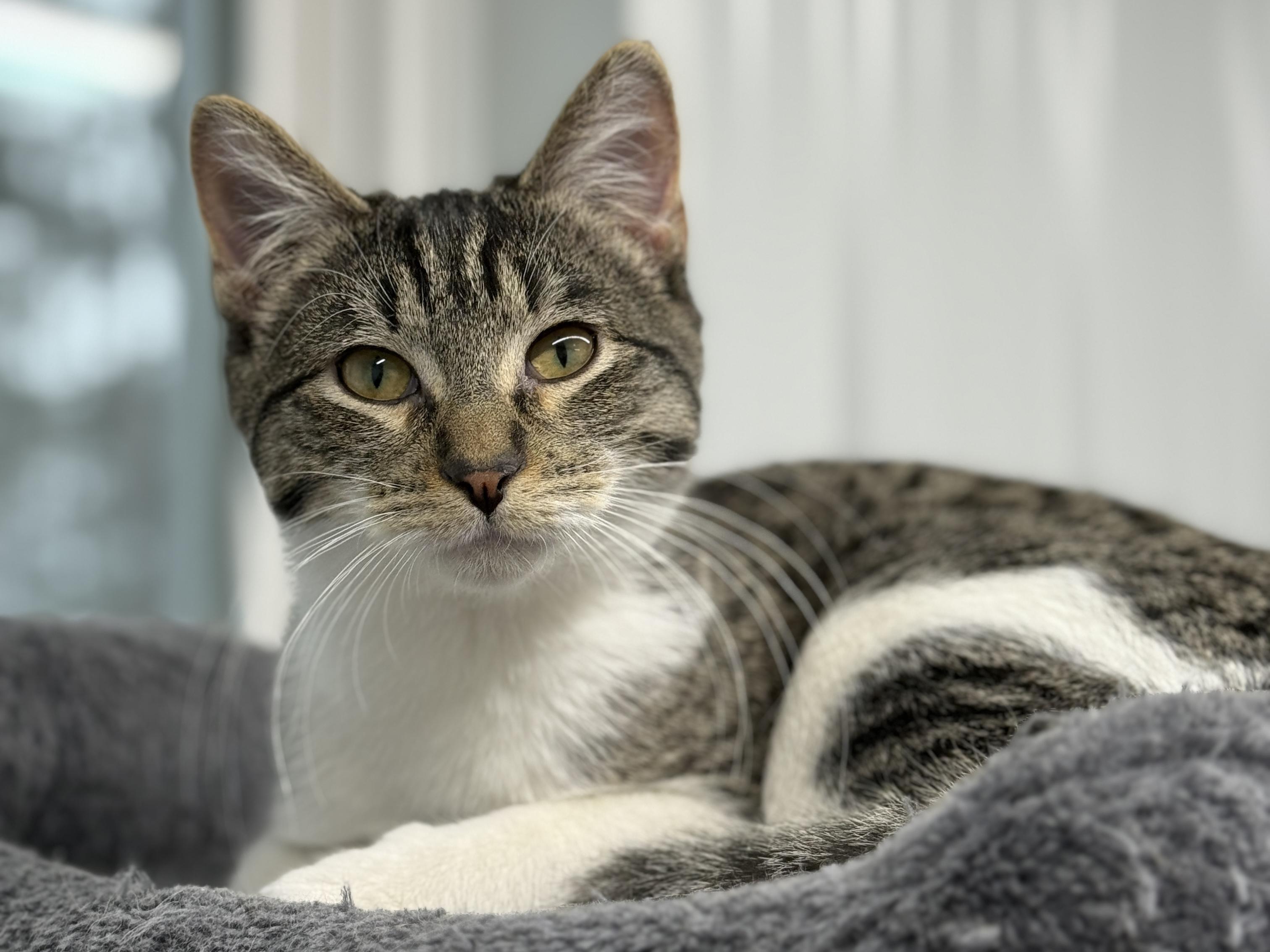 Enlarge Bibble, a ADOPTABLE Domestic Short Hair in Wautoma, WI image 1/3