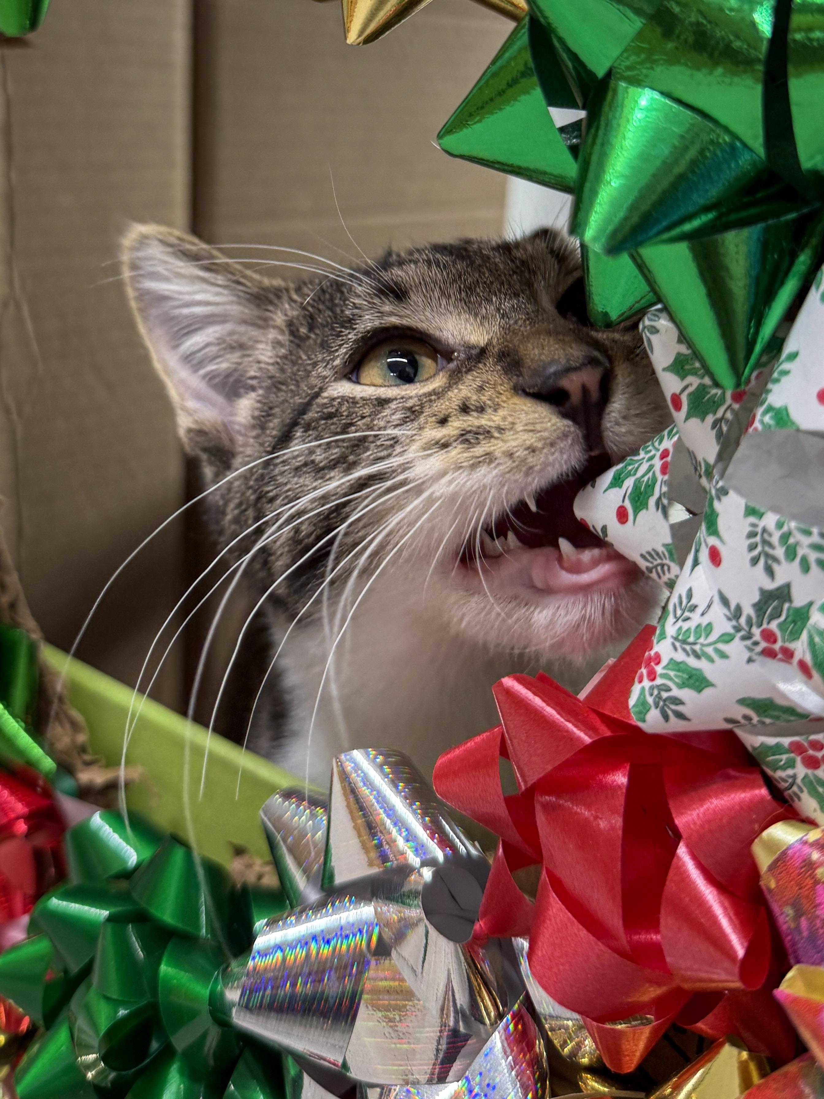 Enlarge Bibble, a ADOPTABLE Domestic Short Hair in Wautoma, WI image 3/3