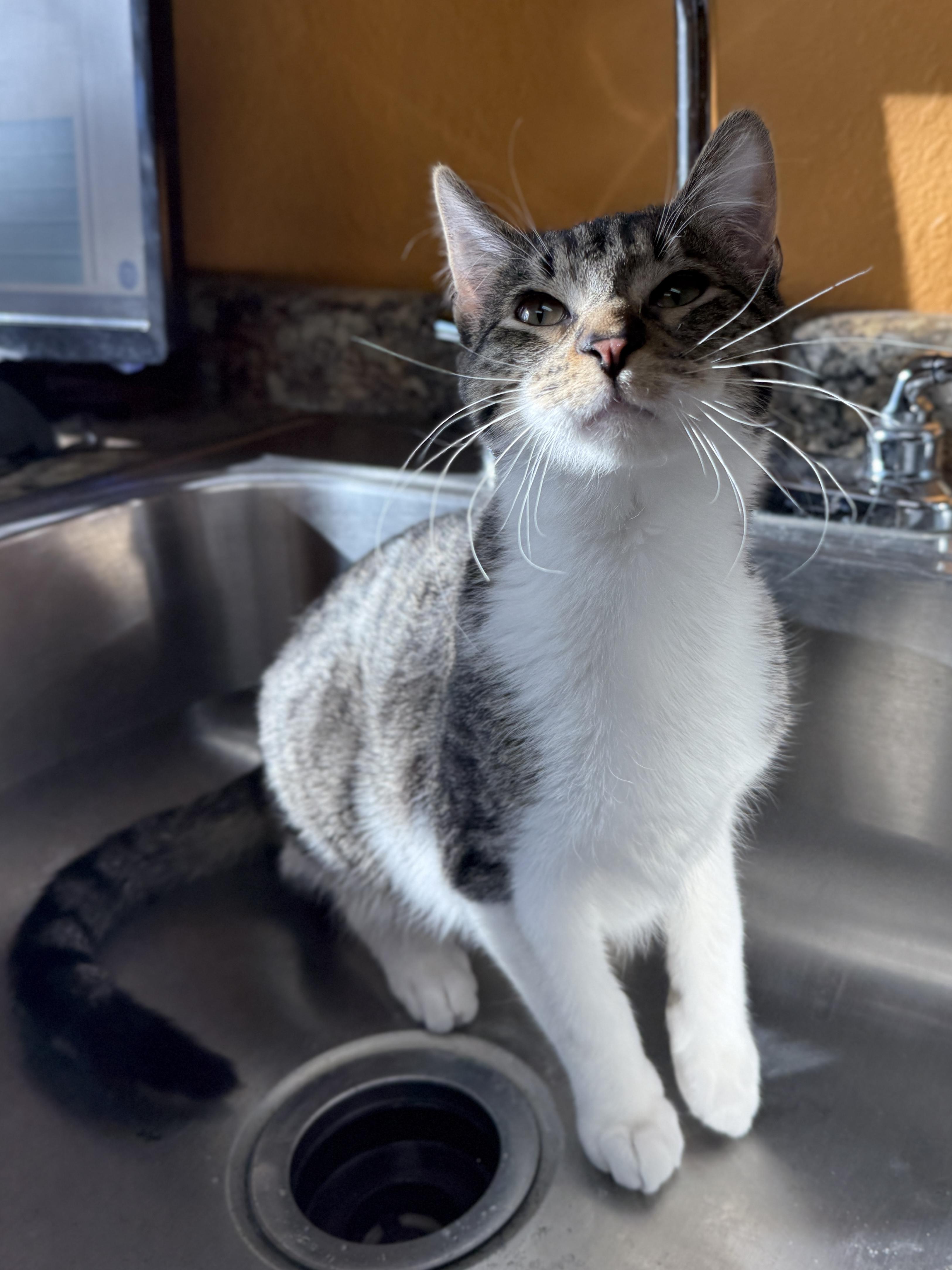 Enlarge Bibble, a ADOPTABLE Domestic Short Hair in Wautoma, WI image 4/5