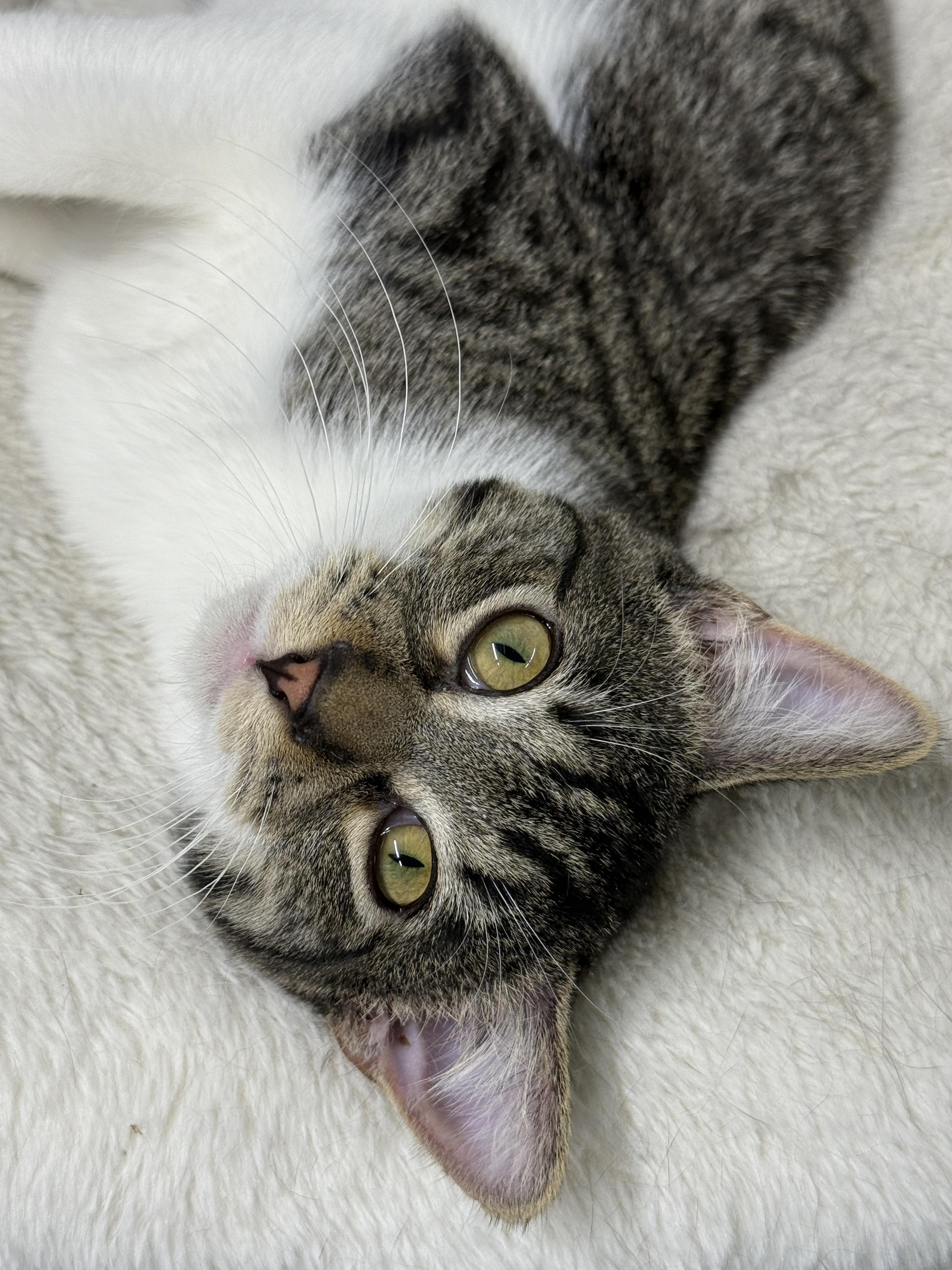 Enlarge Bibble, a ADOPTABLE Domestic Short Hair in Wautoma, WI image 2/3