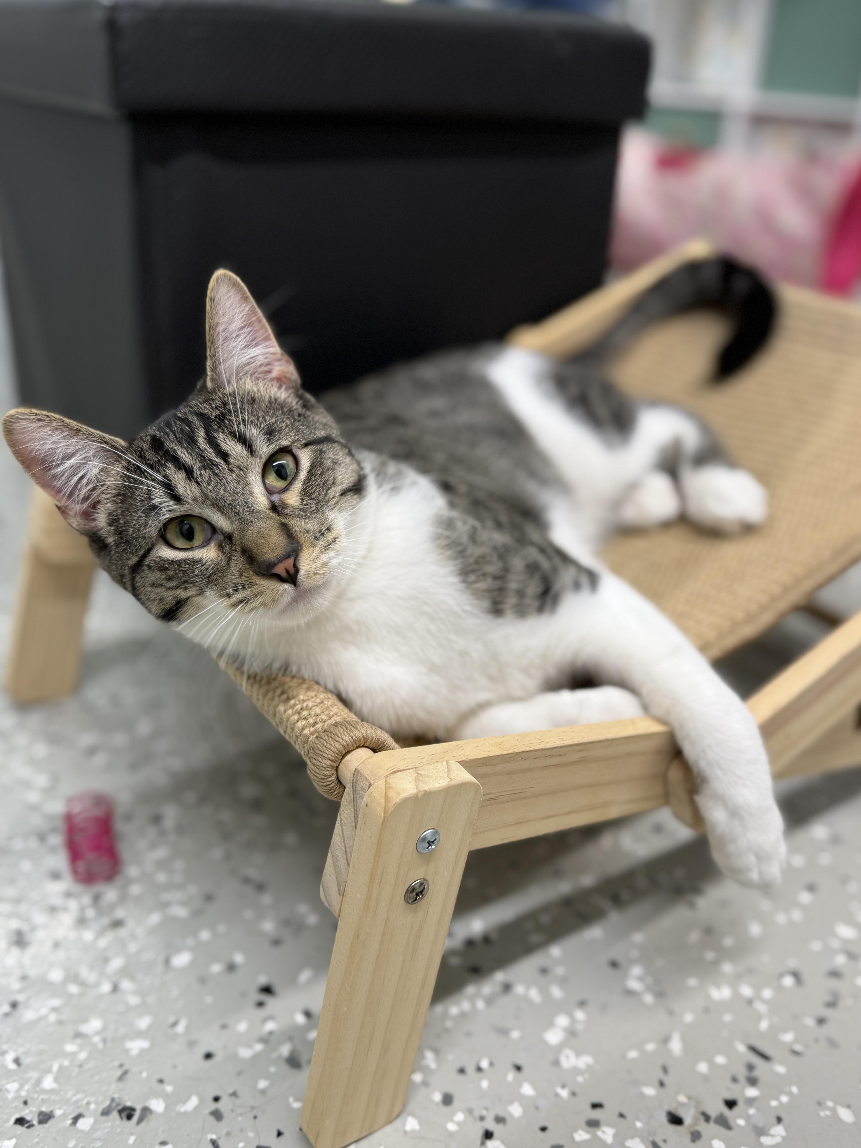 Enlarge Bibble, a ADOPTABLE Domestic Short Hair in Wautoma, WI image 3/5