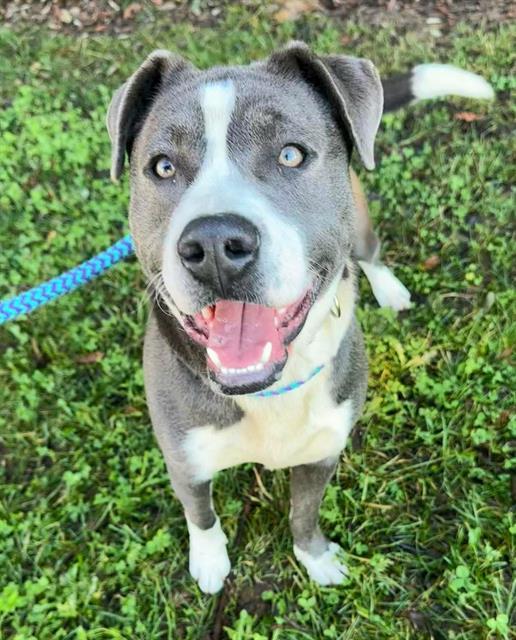 Enlarge FEDYOR, a Adoptable mixed breed in Sacramento, CA image 1/1