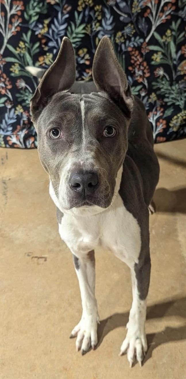 Sprite, adopted, Young Female American Staffordshire Terrier.