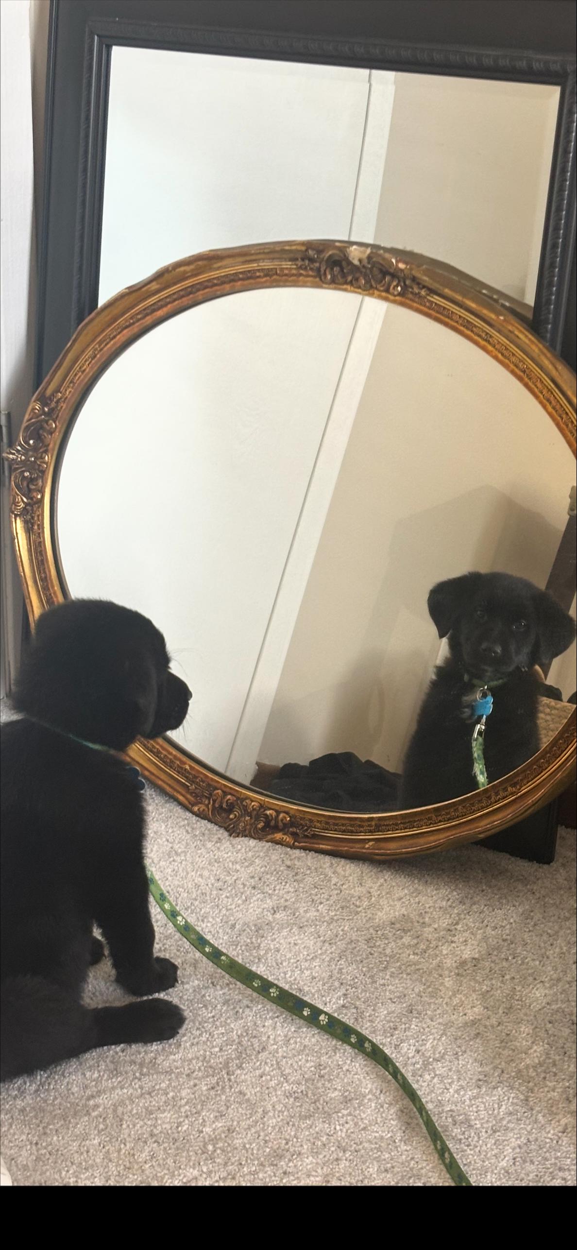 Enlarge Archie, a ADOPTABLE mixed breed in Minneapolis, MN image 2/6