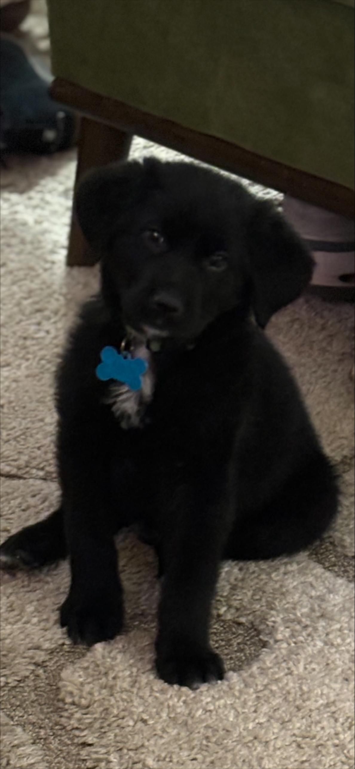 Enlarge Archie, a ADOPTABLE mixed breed in Minneapolis, MN image 5/6