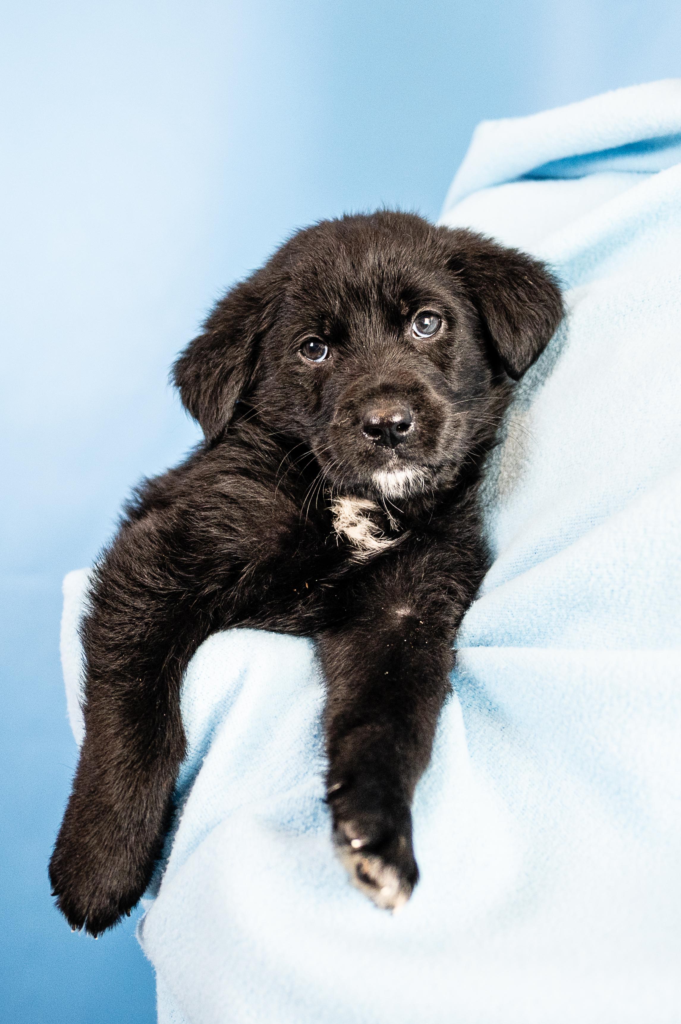 Enlarge Archie, a ADOPTABLE mixed breed in Minneapolis, MN image 1/6