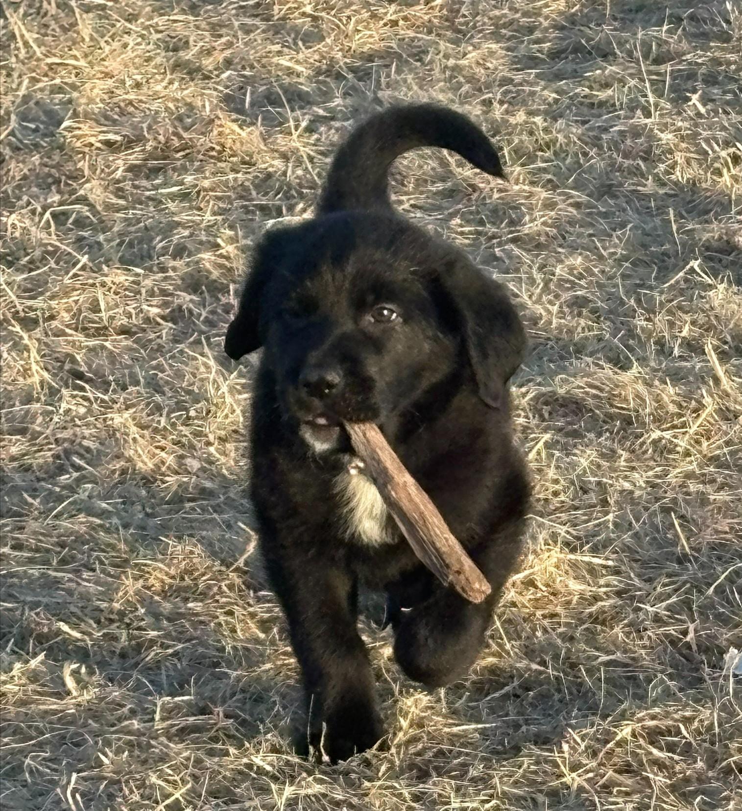 Enlarge Archie, a ADOPTABLE mixed breed in Minneapolis, MN image 4/6