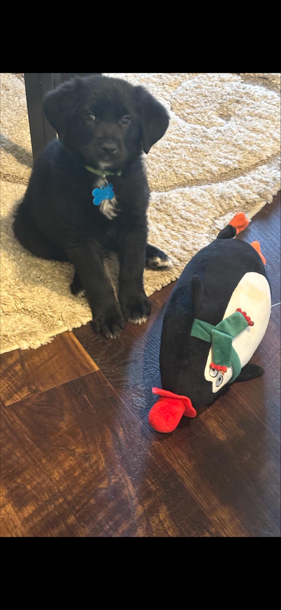 Enlarge Archie, a ADOPTABLE mixed breed in Minneapolis, MN image 6/6