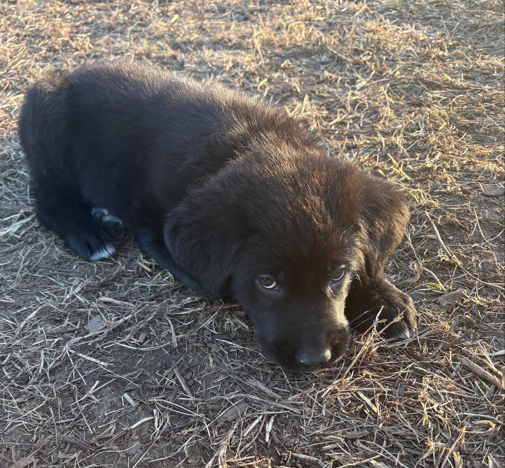 Enlarge Archie, a ADOPTABLE mixed breed in Minneapolis, MN image 3/6