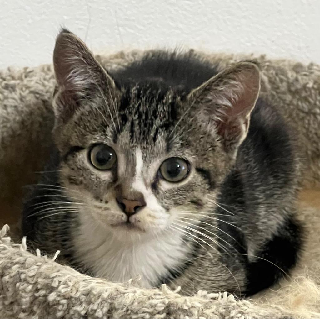 Fanta, Adoptable, Kitten Male Domestic Short Hair.