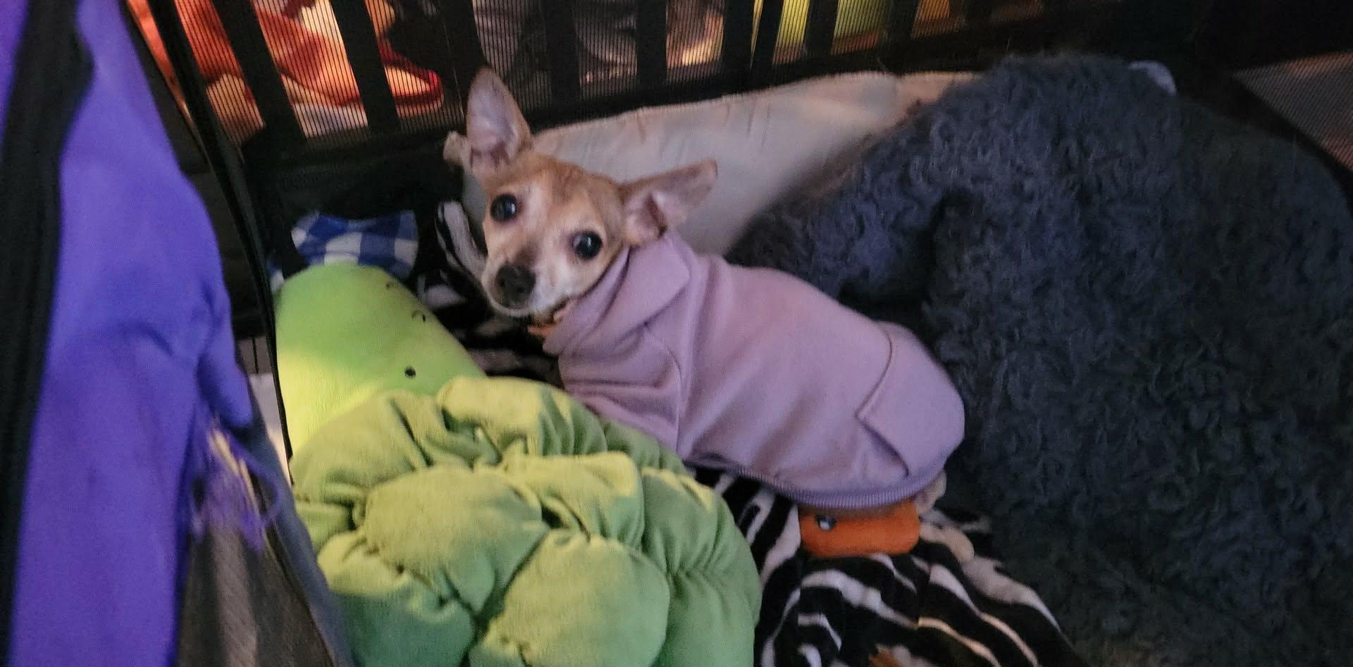 Hazel, Adoptable, Adult Female Chihuahua.
