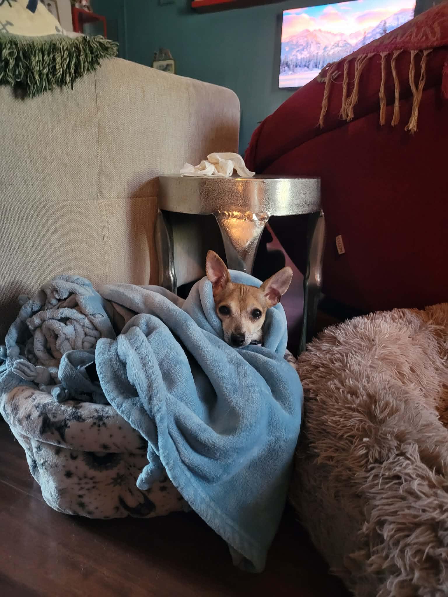 Enlarge Hazel, a Adoptable Chihuahua in Austin, TX image 4/6