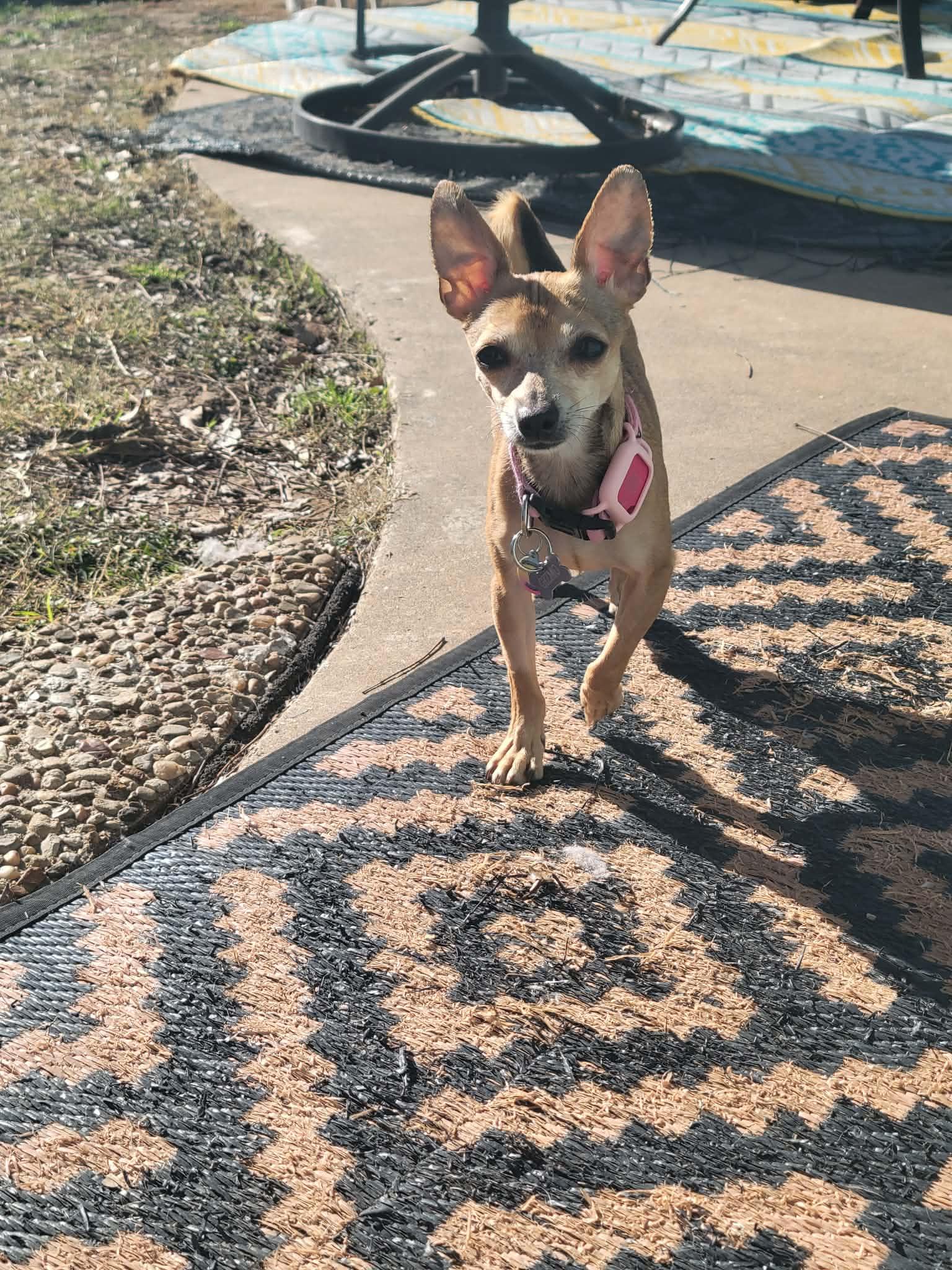 Enlarge Hazel, a Adoptable Chihuahua in Austin, TX image 5/6