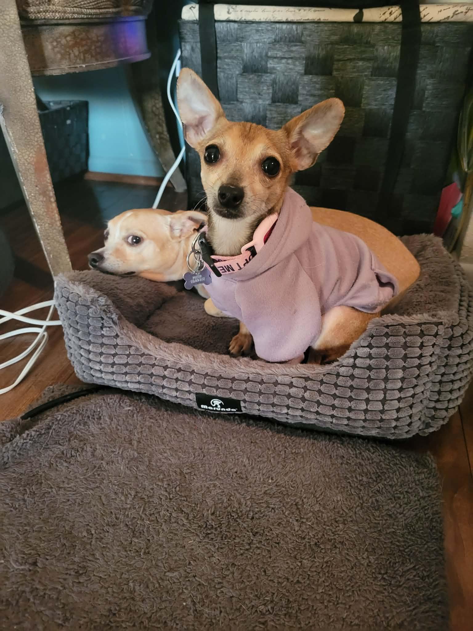 Enlarge Hazel, a Adoptable Chihuahua in Austin, TX image 6/6