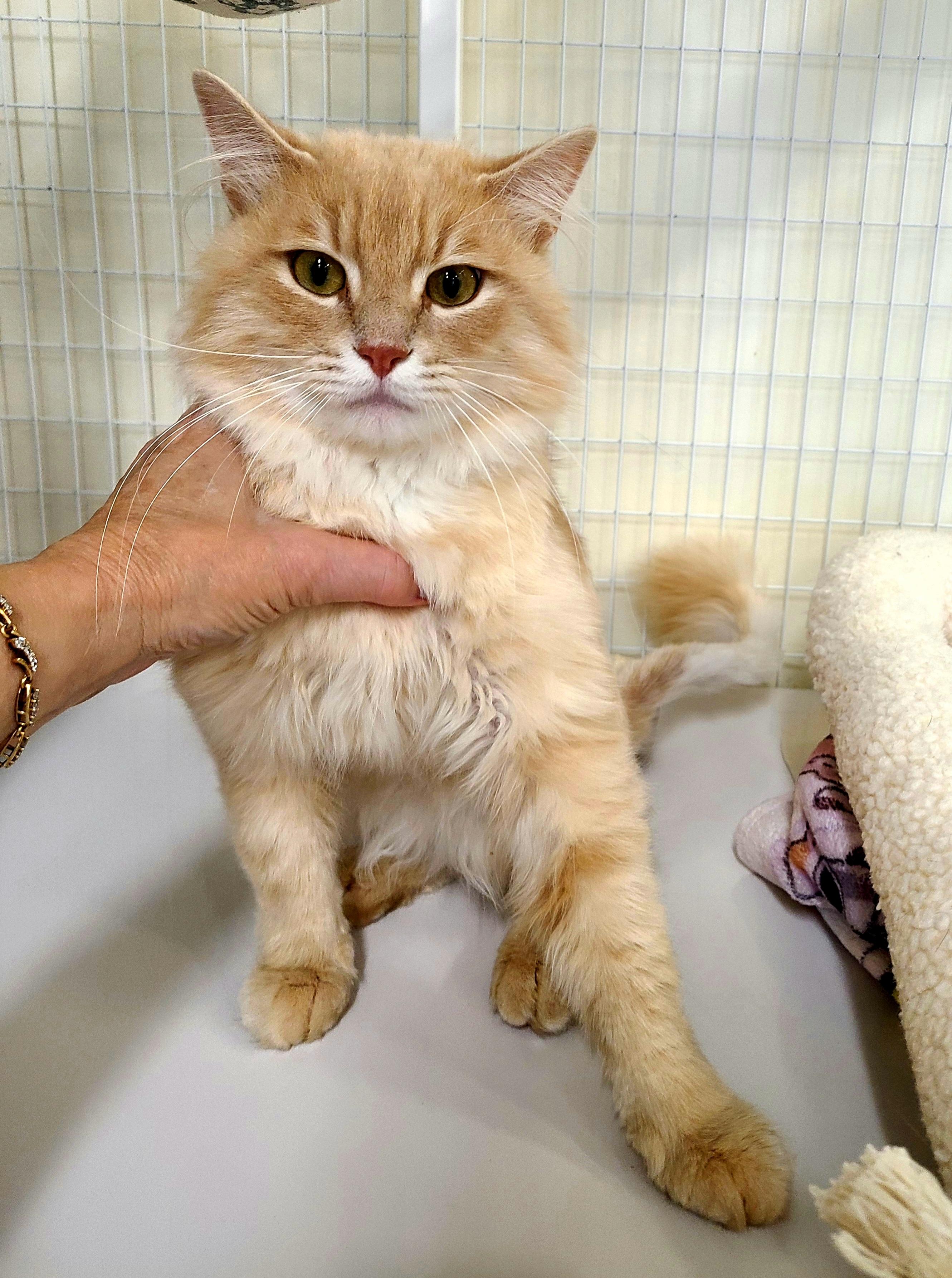 Cheddar, Adoptable, Young Male Domestic Medium Hair.
