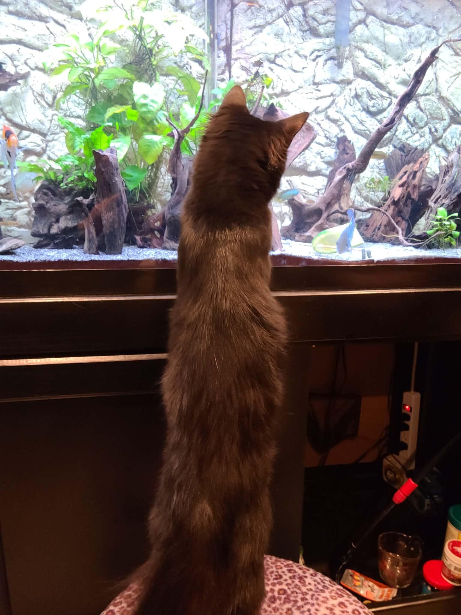 Dexter, a ADOPTABLE Domestic Medium Hair in South River, NJ image 3/4