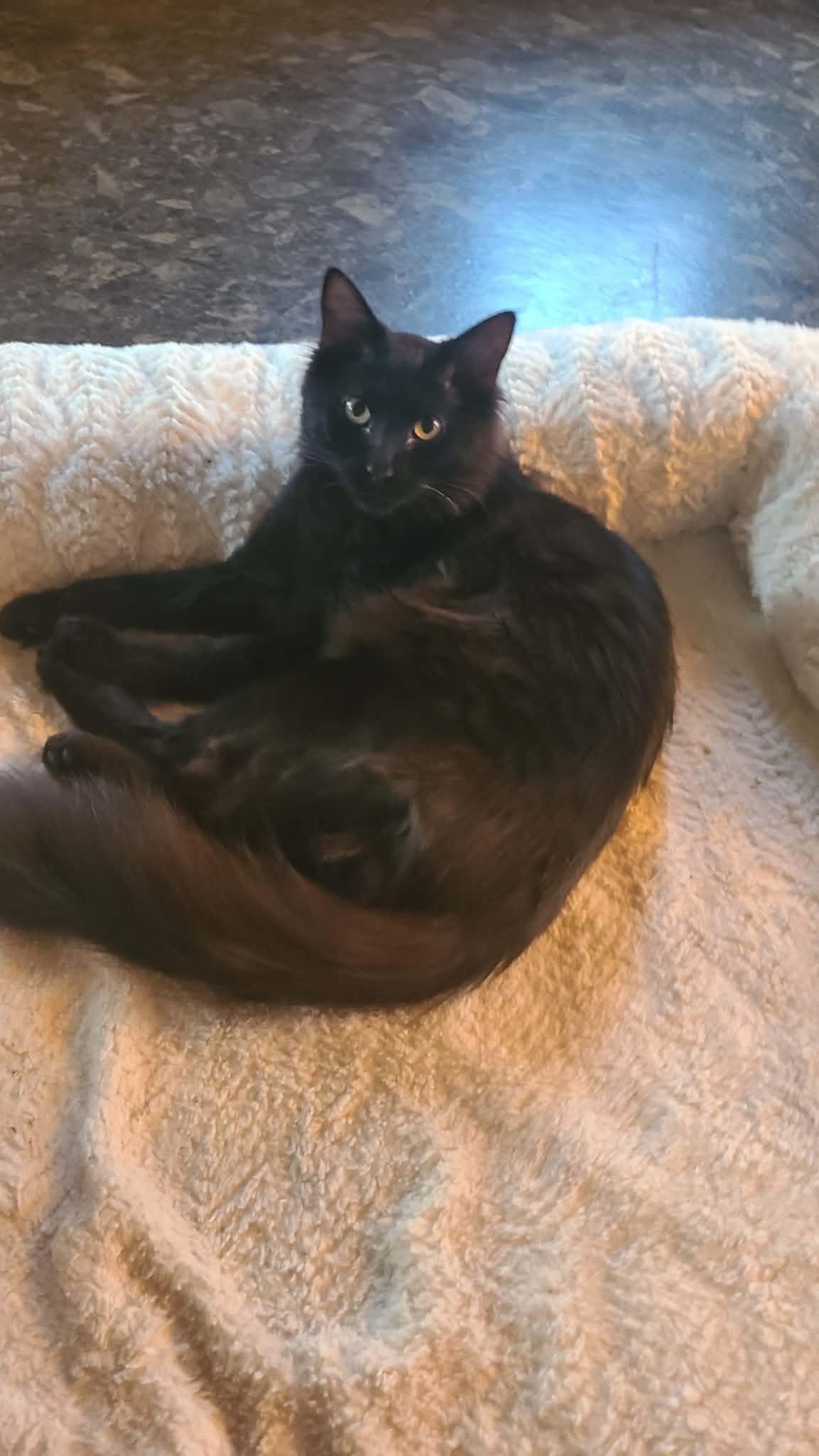 Dexter, a ADOPTABLE Domestic Medium Hair in South River, NJ image 4/4