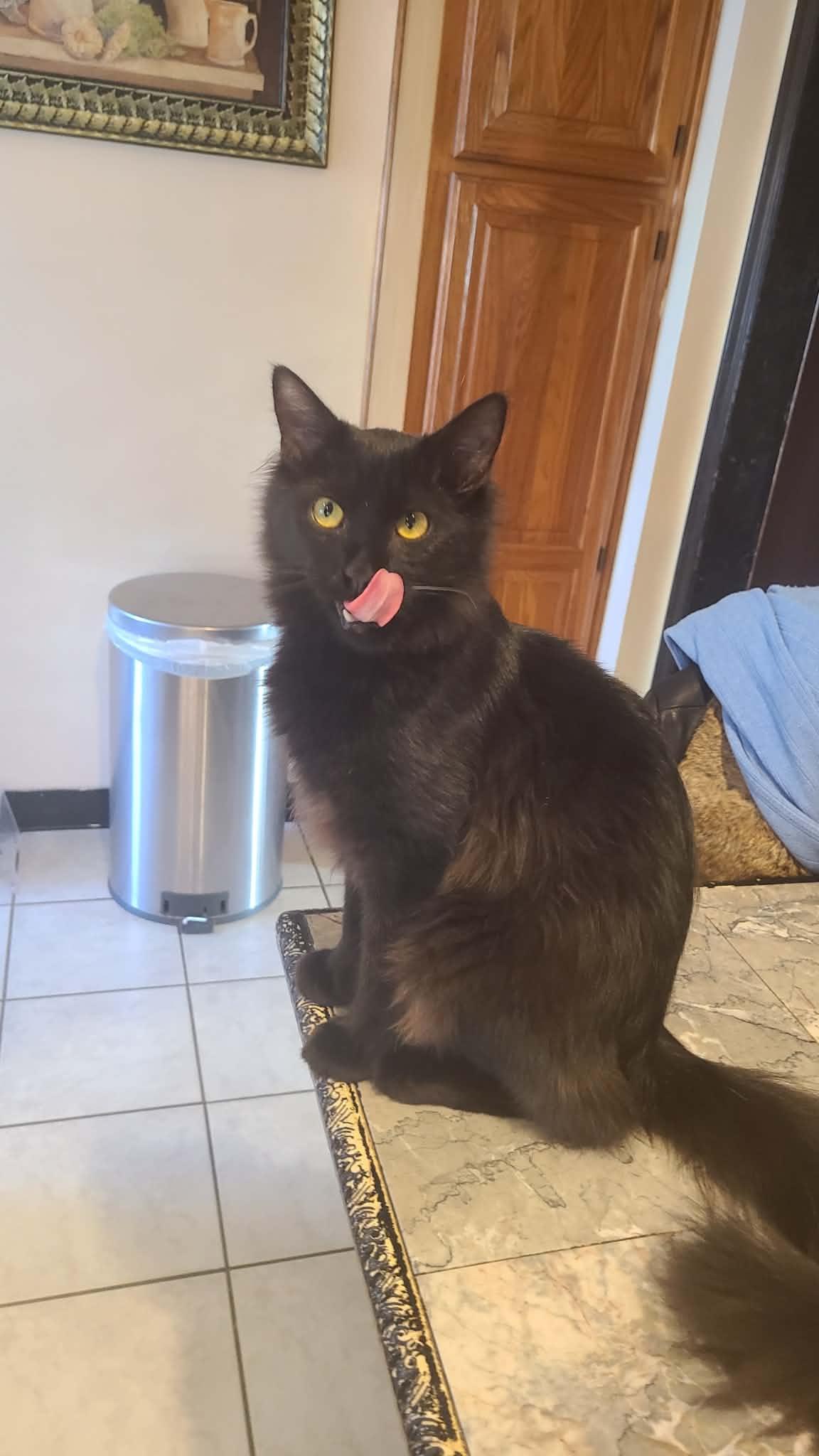 Dexter, a ADOPTABLE Domestic Medium Hair in South River, NJ image 2/4