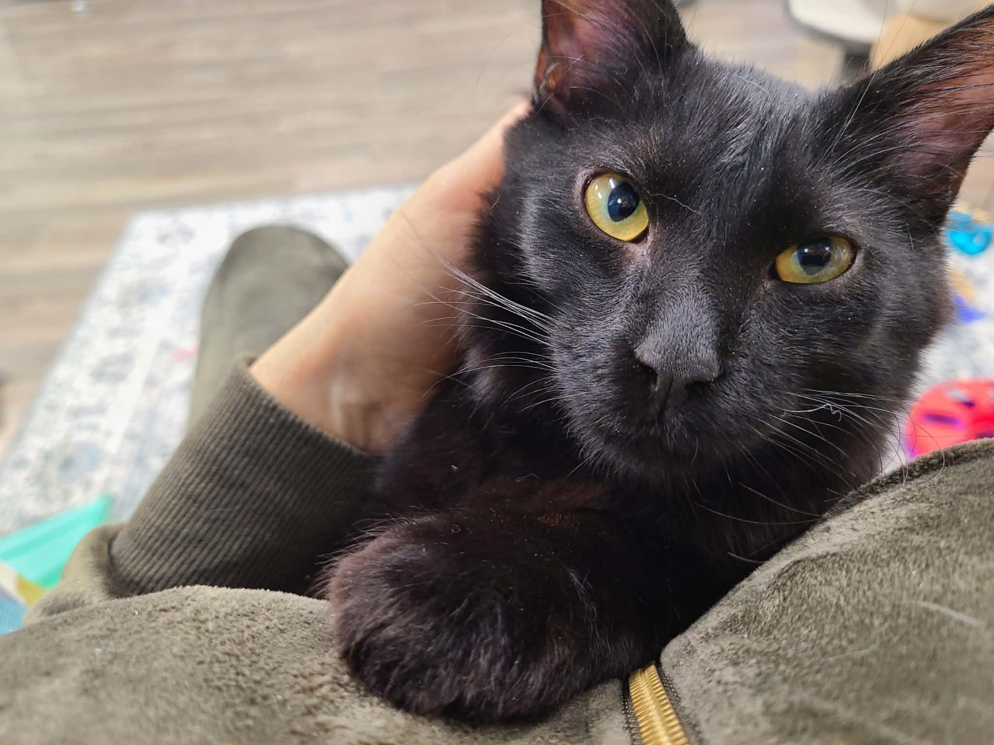 Dexter, ADOPTABLE, Kitten Male Domestic Medium Hair.